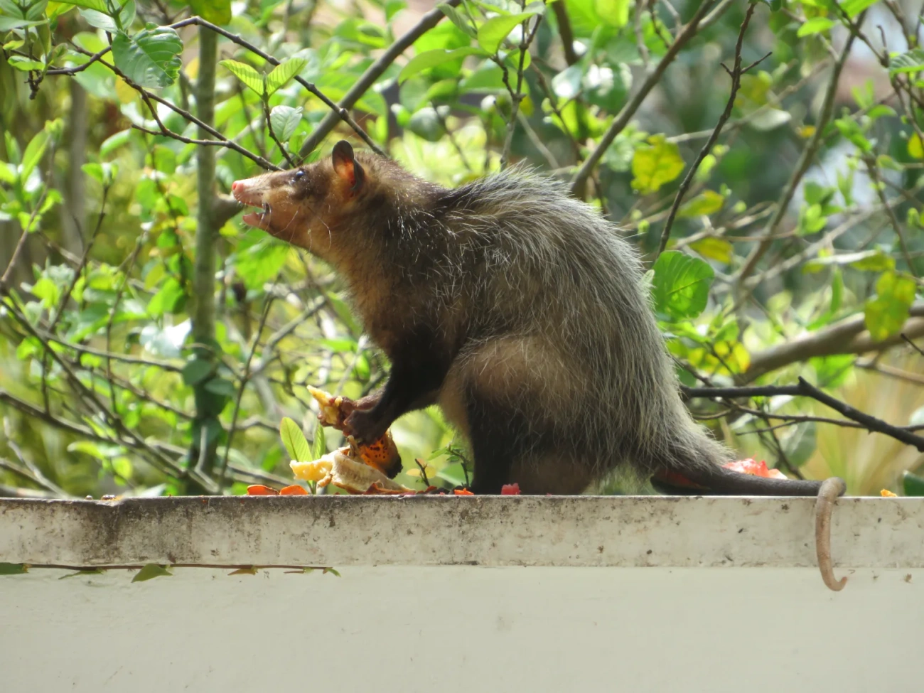 Gambá-de-orelha-preta (Didelphis aurita), mamíferos, fotografado em Maresias, São Sebastião