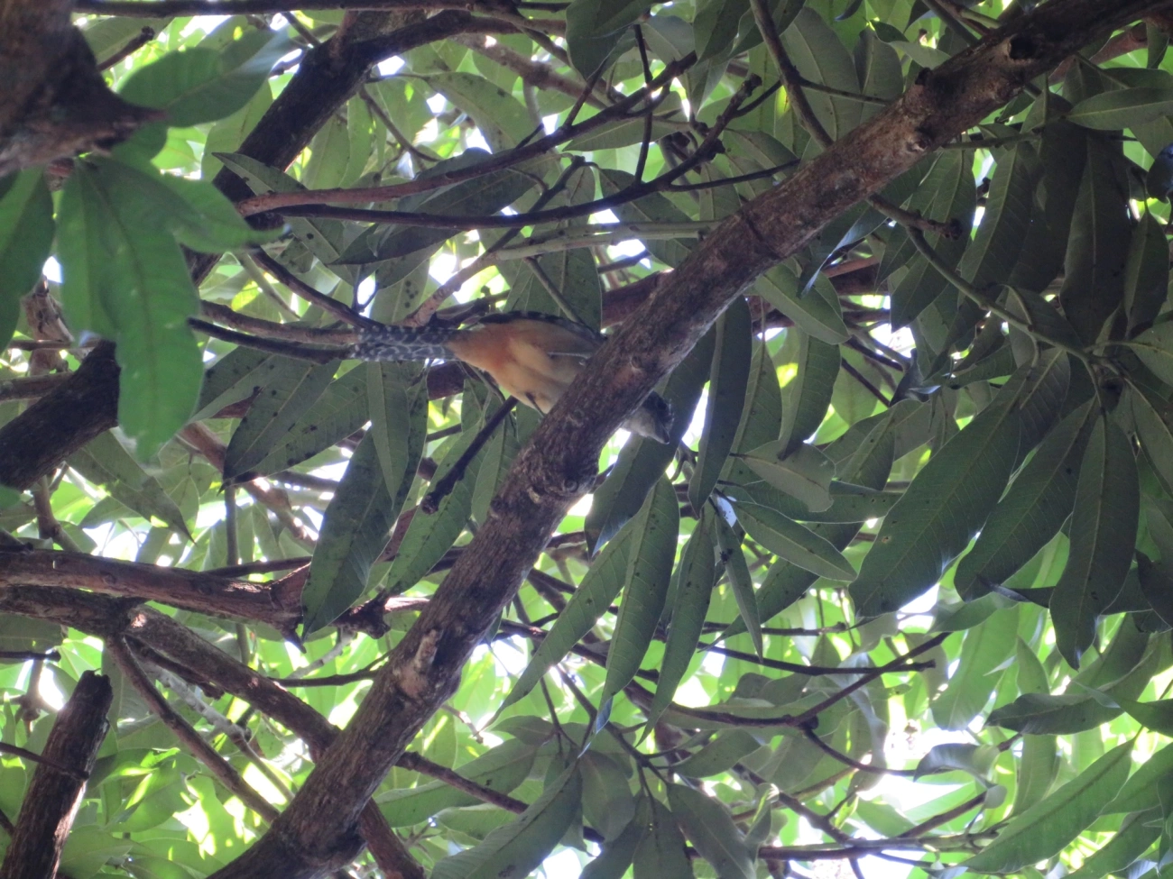 Chocão-carijó (Hypoedaleus guttatus), aves, fotografado em Maresias, São Sebastião