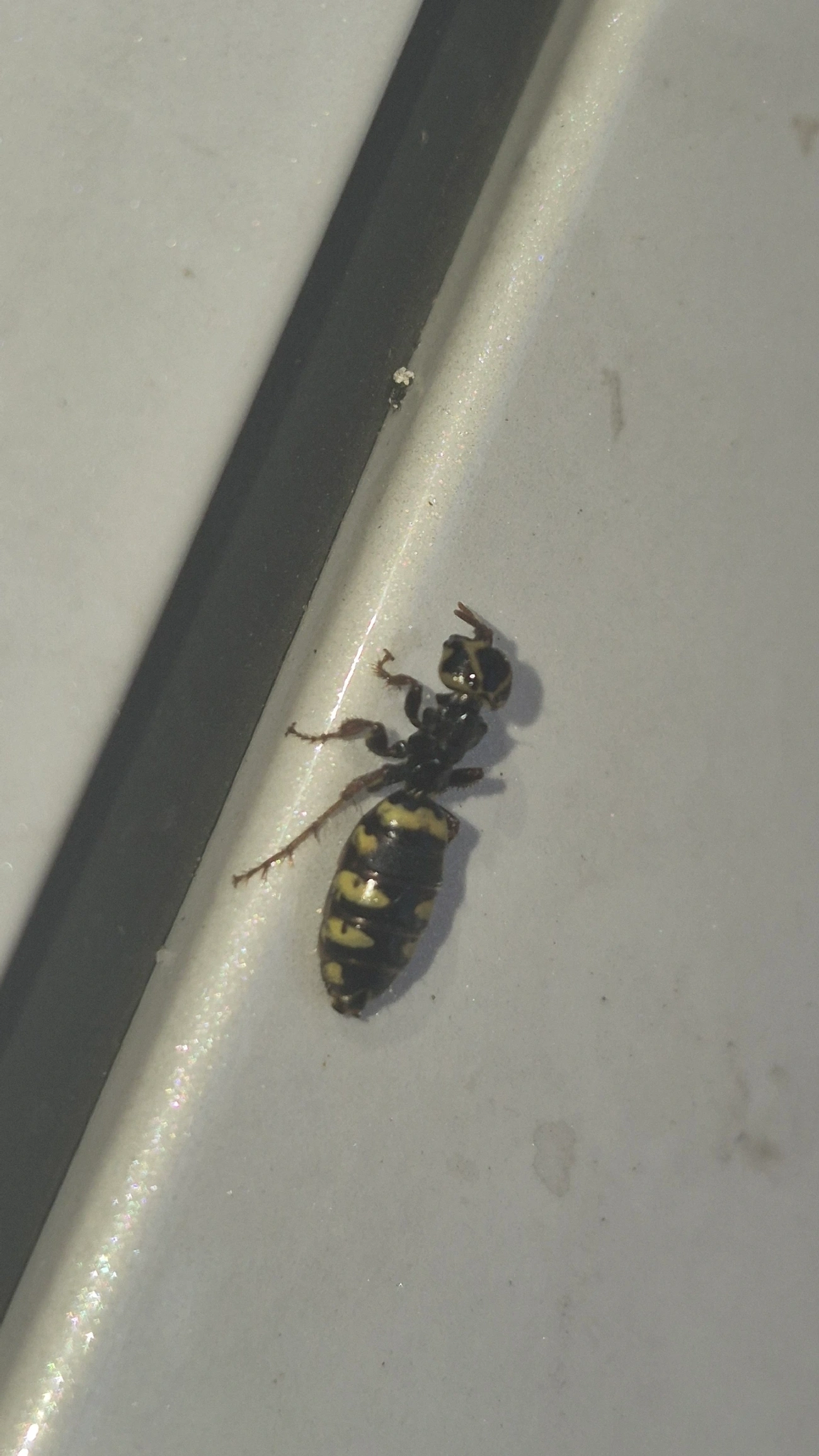 Thynnidae, insetos, fotografado em Maresias, São Sebastião