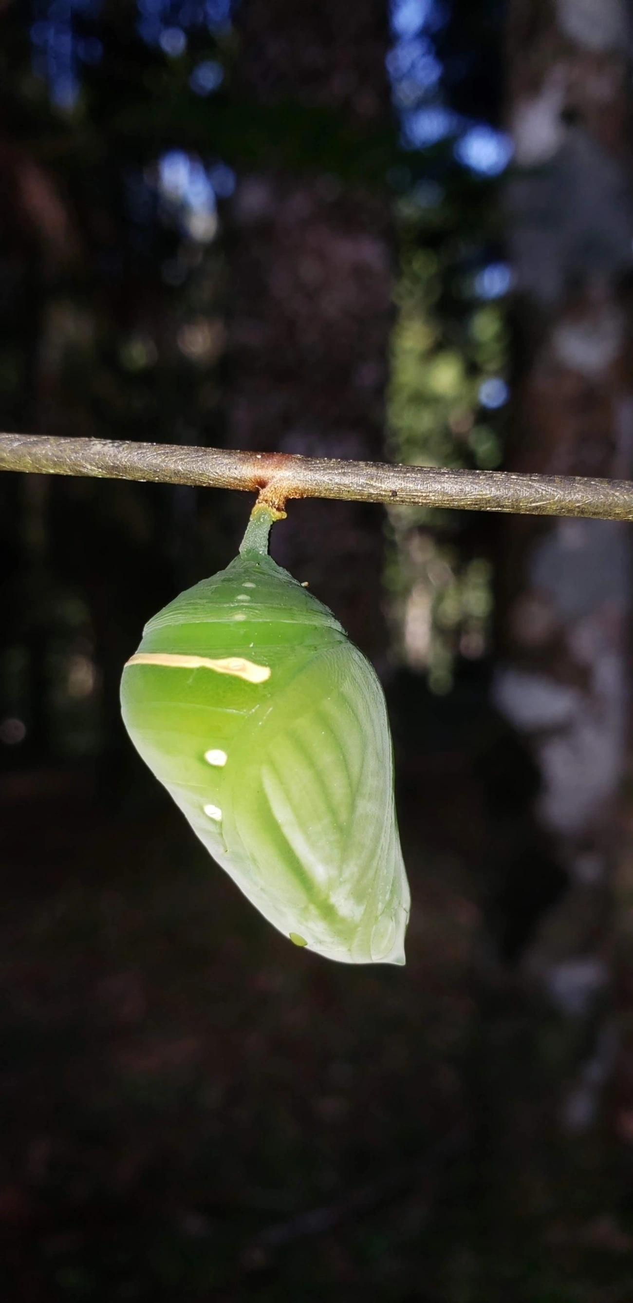 Borboleta-seda-azul (Morpho anaxibia), insetos, fotografado em Itatiaia