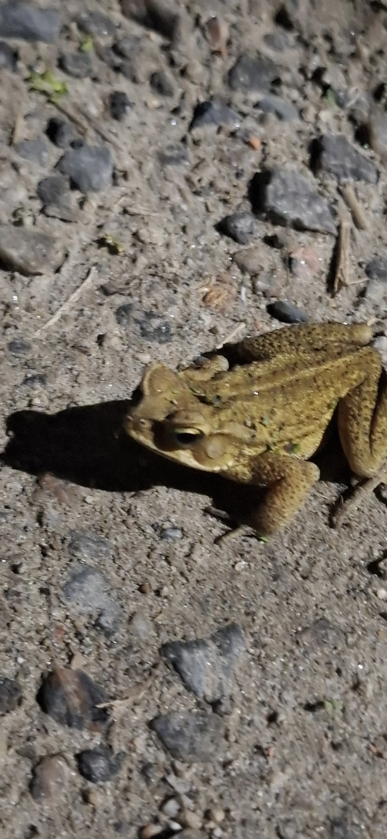Sapo-de-floresta (Rhinella ornata), anfíbios, fotografado em Maresias, São Sebastião