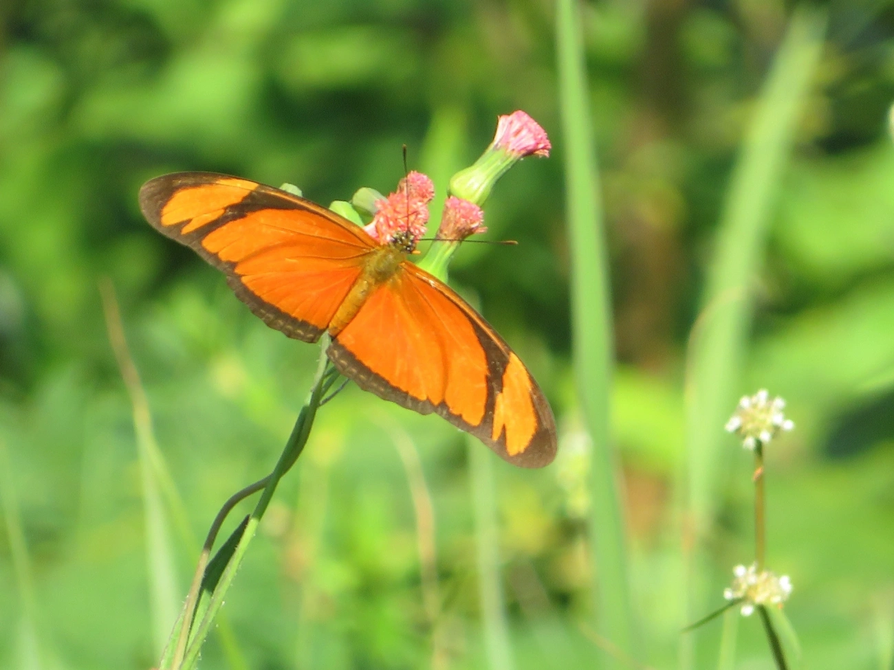 Borboleta-flambeau (Dryas iulia), insetos, fotografado em Maresias, São Sebastião