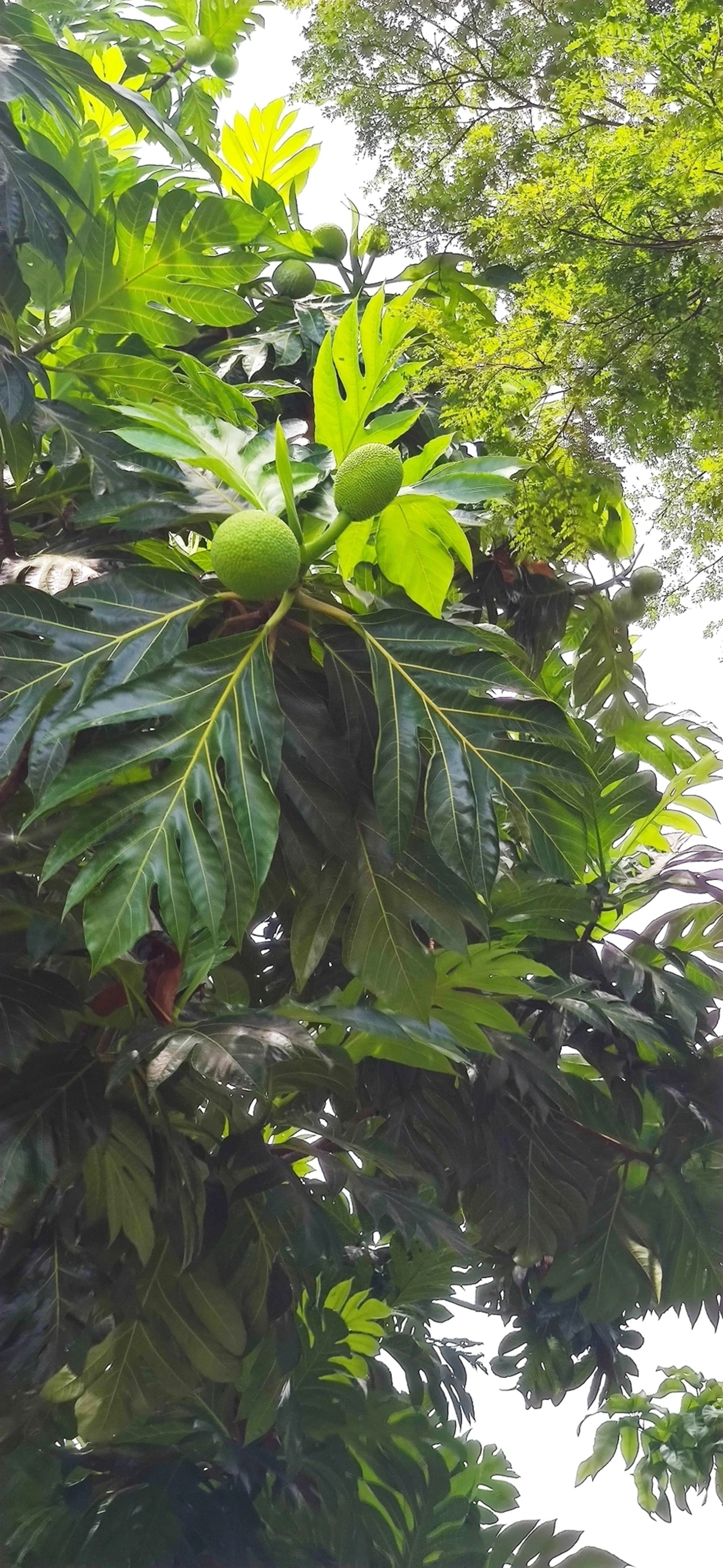 Fruta-pão (Artocarpus altilis), plantas, fotografado em Indaiá, Caraguatatuba
