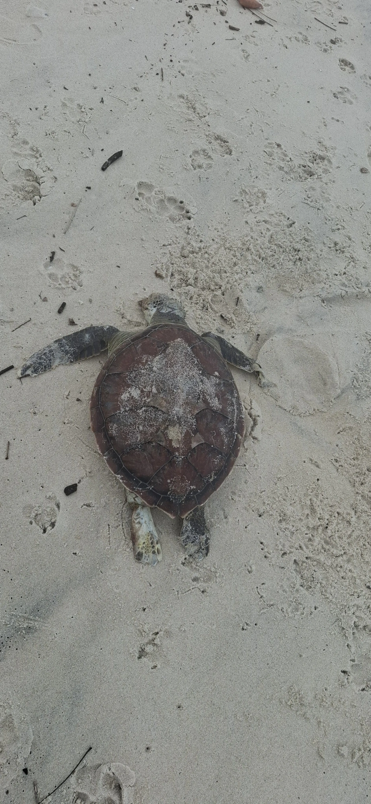 Tartaruga-verde (Chelonia mydas), répteis, fotografado em São Sebastião