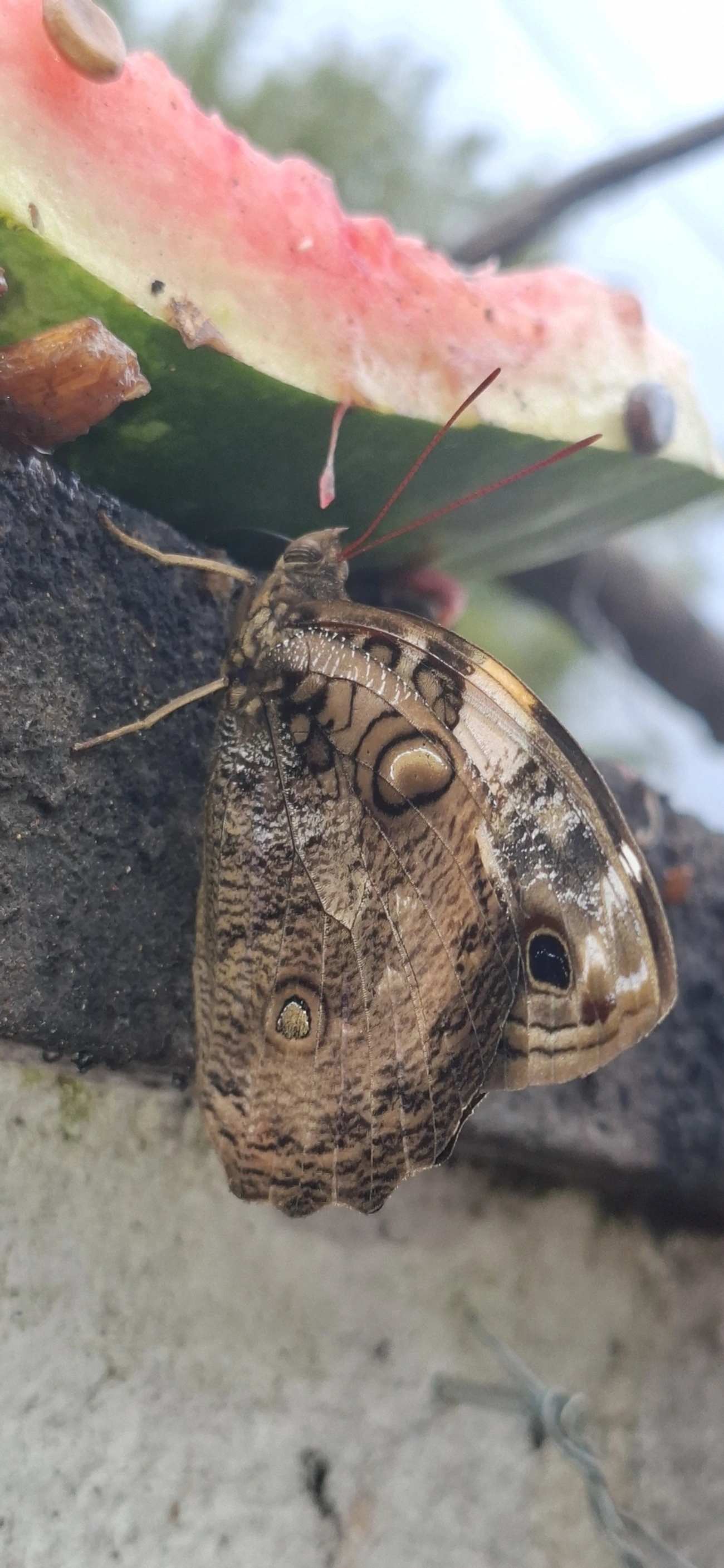 Opsiphanes, insetos, fotografado em Maresias, São Sebastião