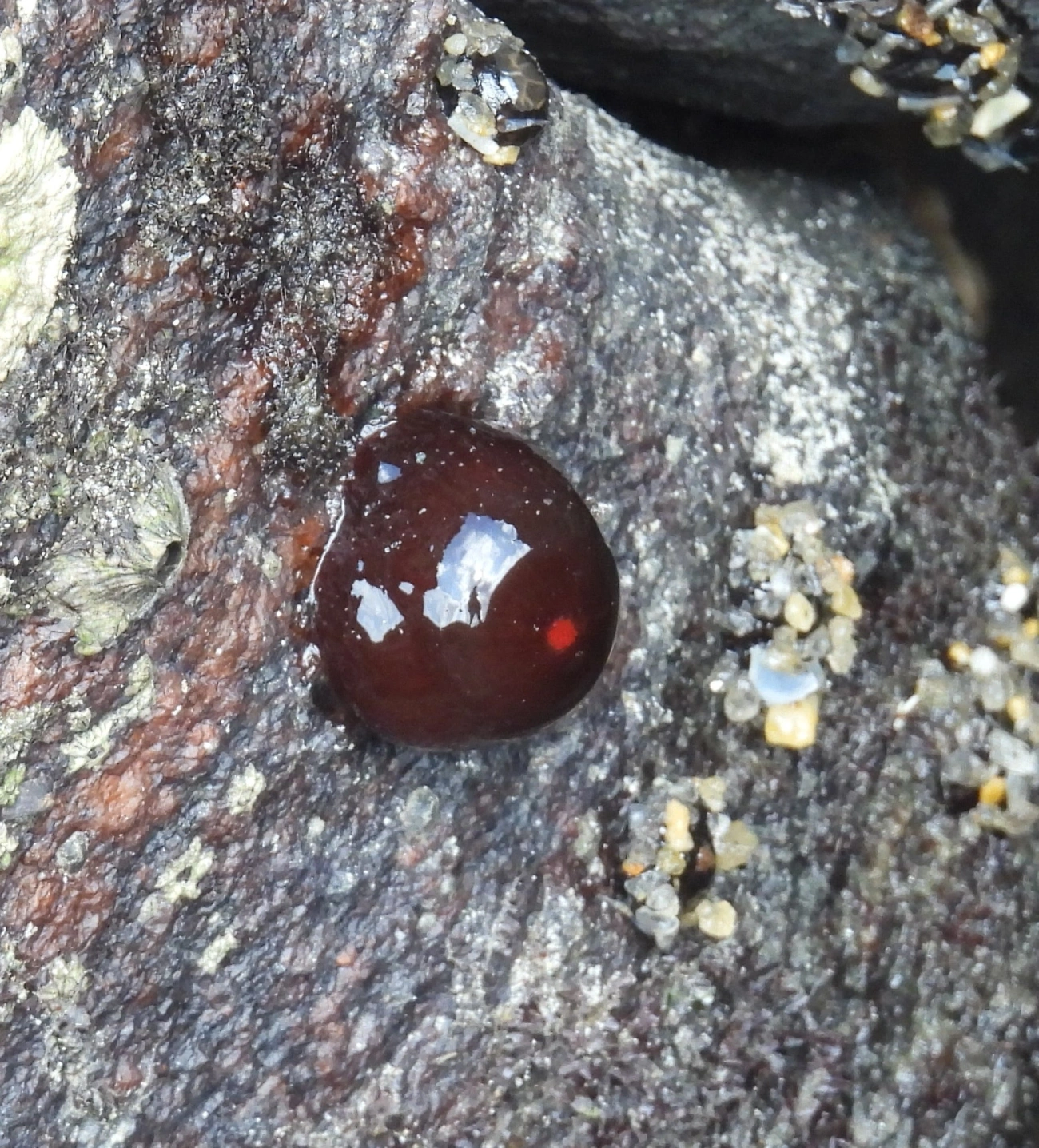 Morangos-do-mar e afins (Actinia), cnidários, fotografado em Maresias, São Sebastião