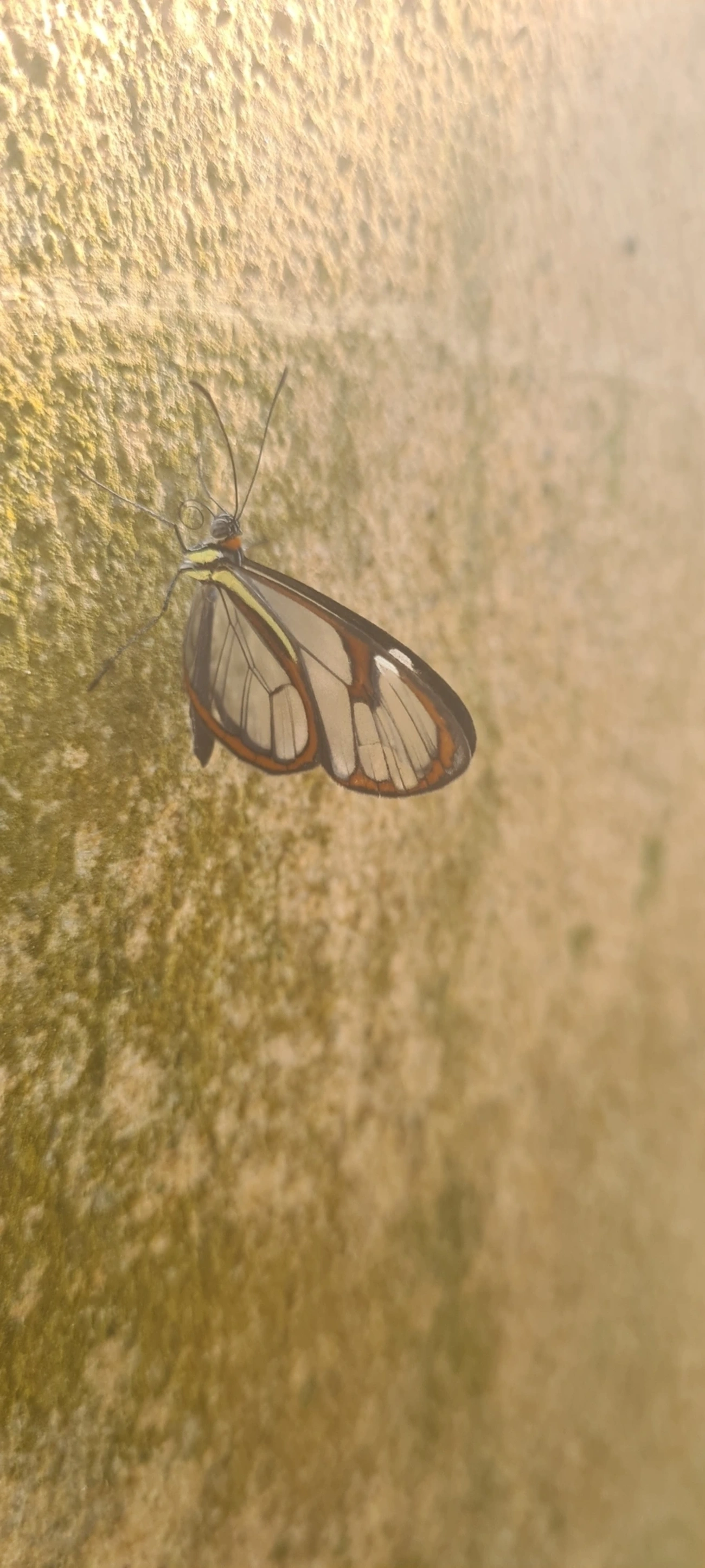 Asa-de-vidro (Ithomia drymo), insetos, fotografado em Maresias, São Sebastião