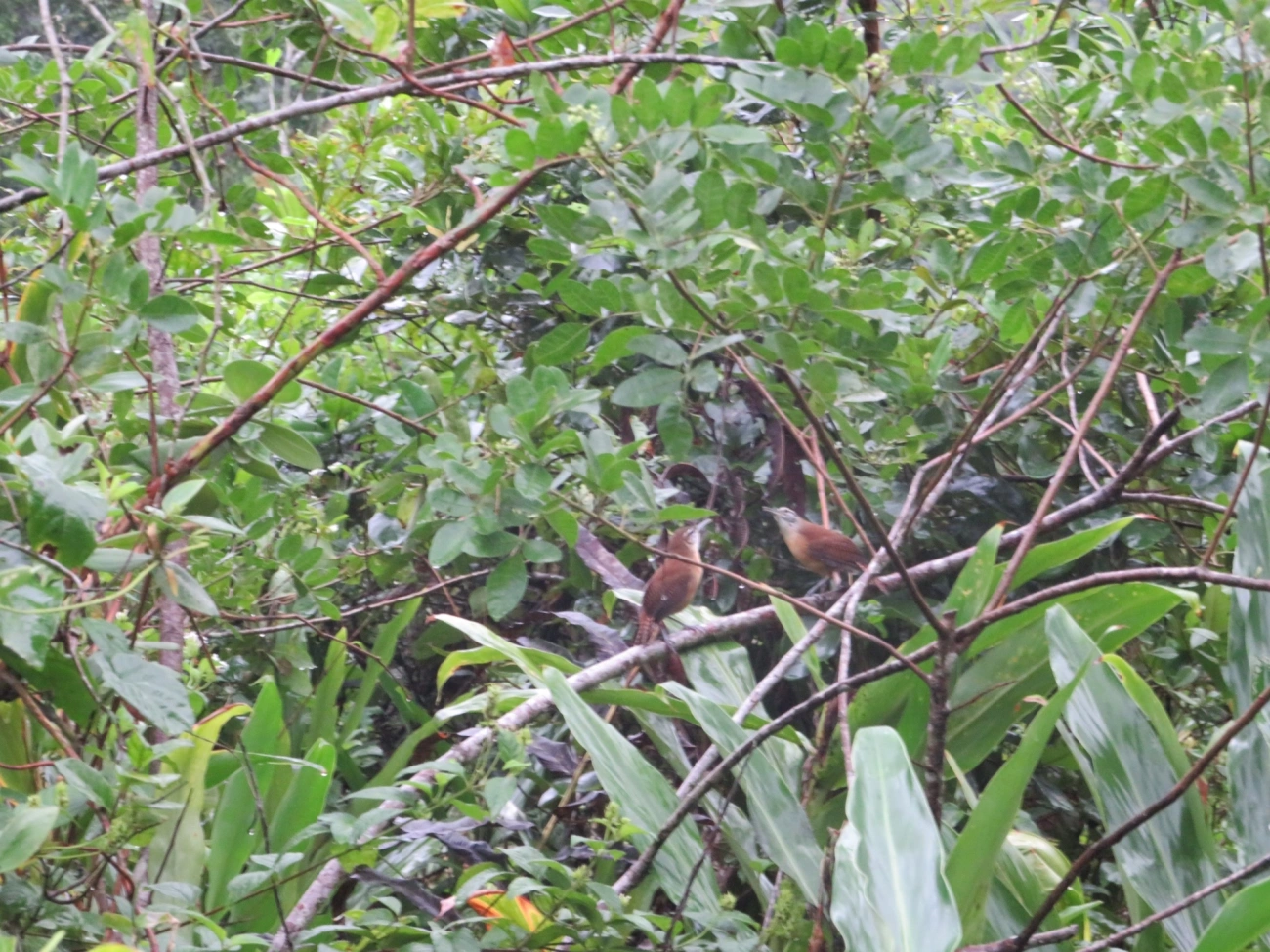 Garrinchão-de-bico-grande (Cantorchilus longirostris), aves, fotografado em Maresias, São Sebastião