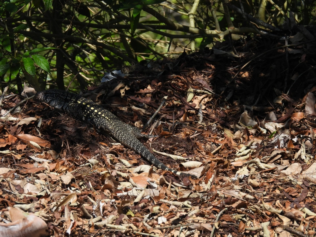 Teiú (Salvator merianae), répteis, fotografado em São Luíz do Paraitinga