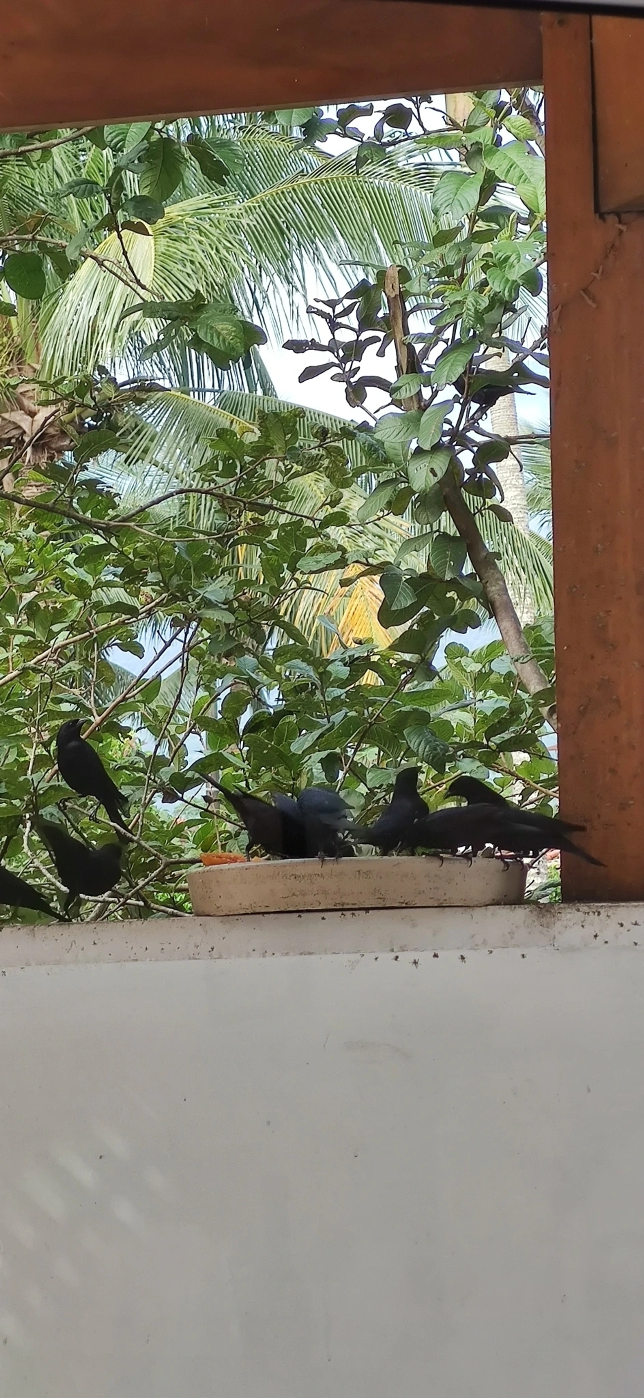 Chupim (Molothrus bonariensis), aves, fotografado em Maresias, São Sebastião