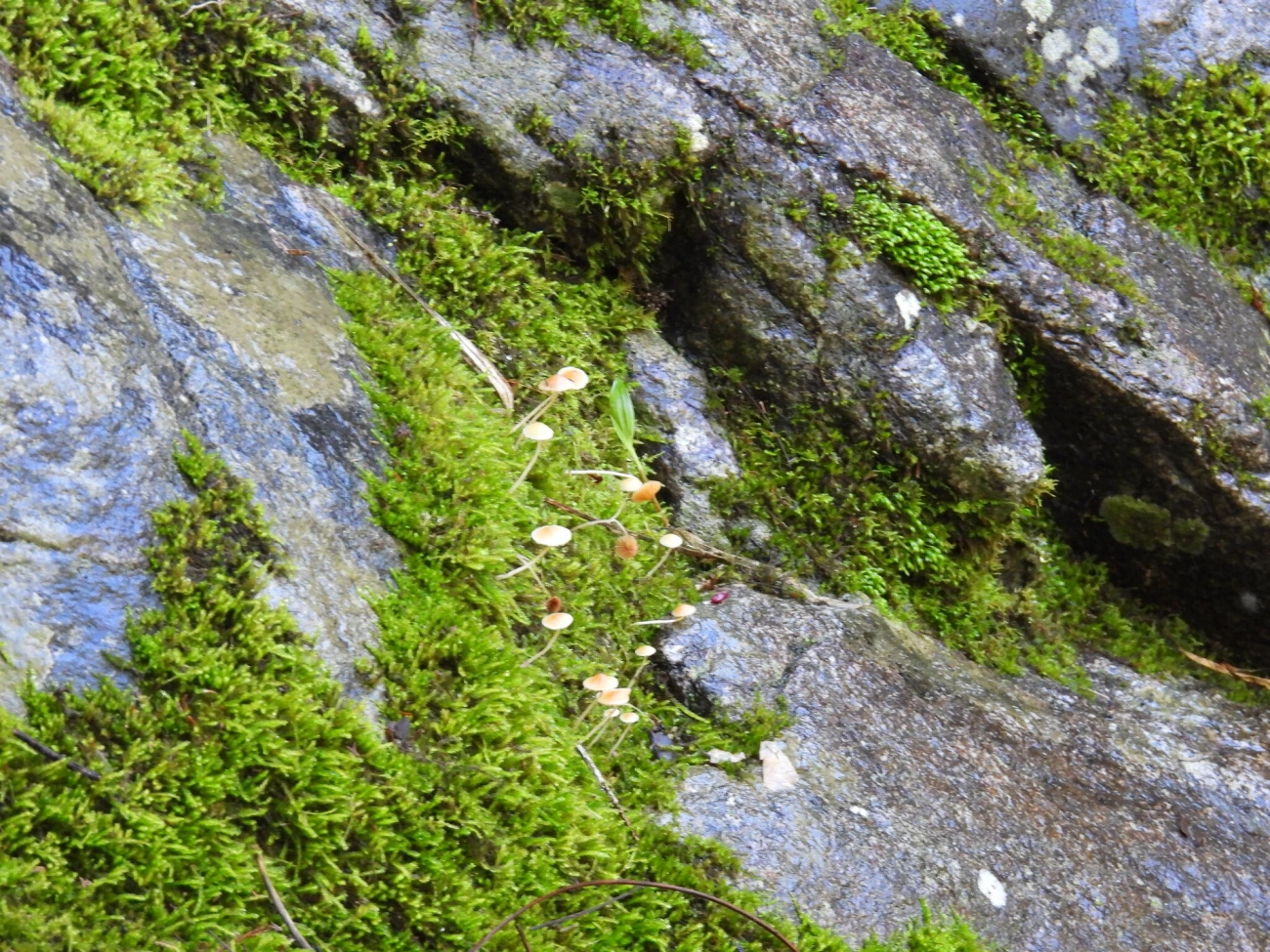 Umbigo-laranja-dos-musgos (Rickenella fibula), fungos, fotografado em Visconde de Mauá