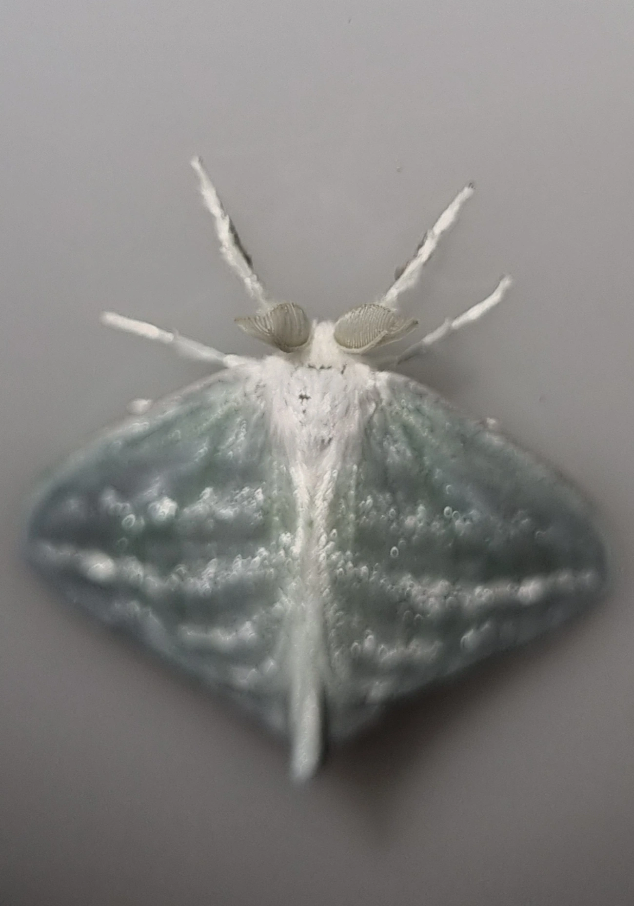 Caviria, insetos, fotografado em Maresias, São Sebastião