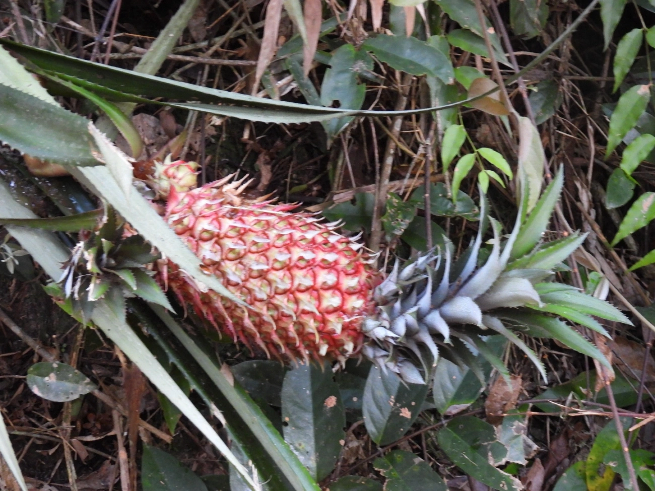 Abacaxi (Ananas comosus), plantas, fotografado em Queluz