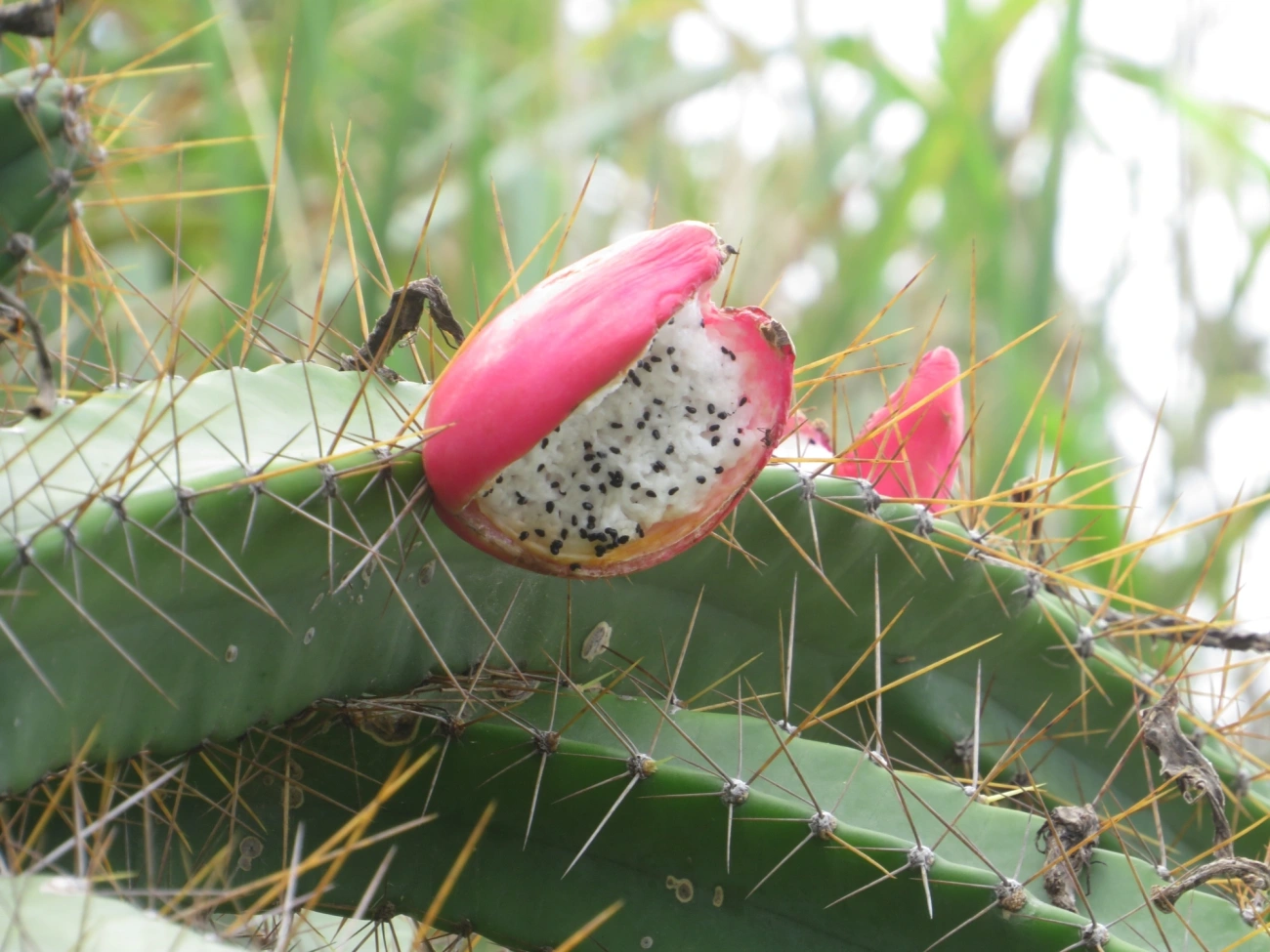 Mandacaru-da-praia (Cereus fernambucensis), plantas, fotografado em Ilhabela