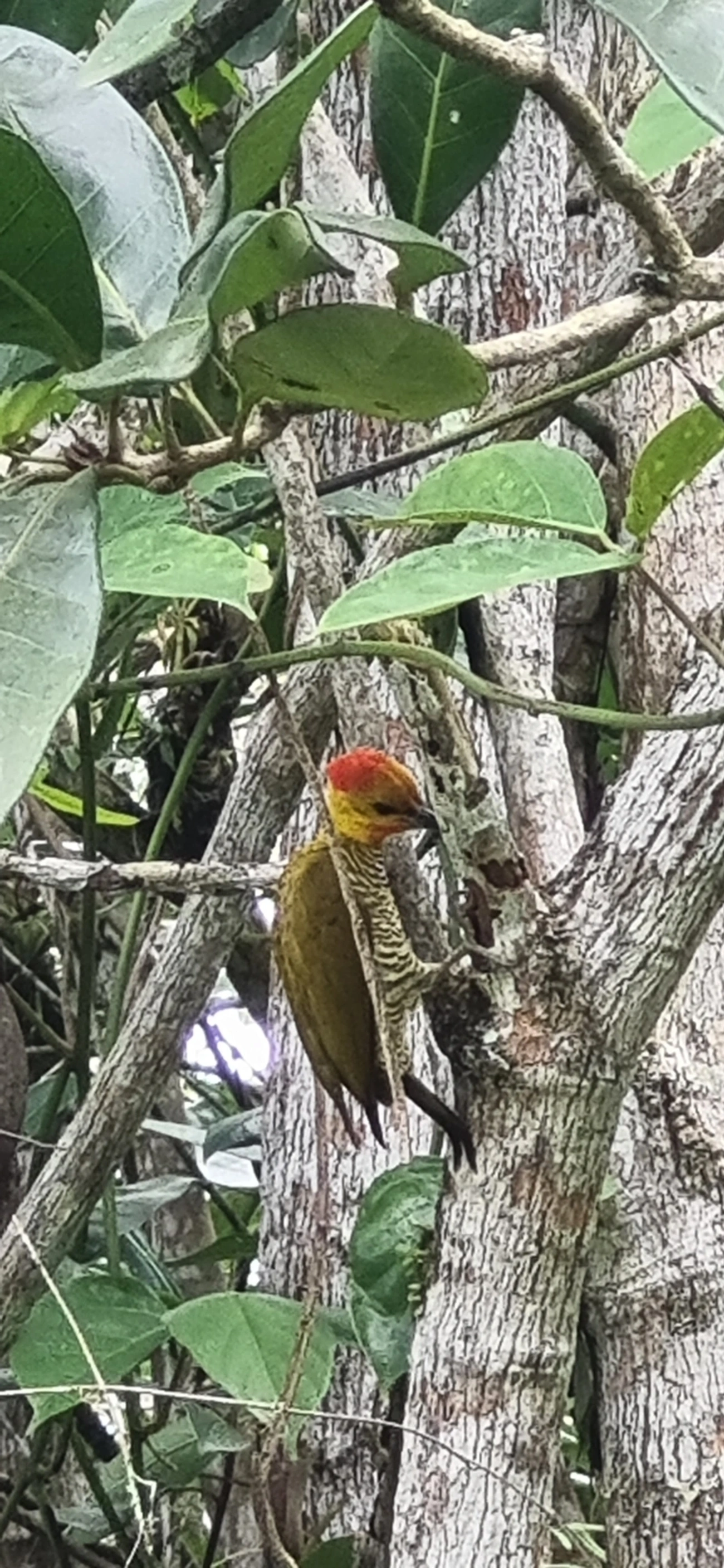 Pica-pau-bufador (Piculus flavigula), aves, fotografado em Maresias, São Sebastião