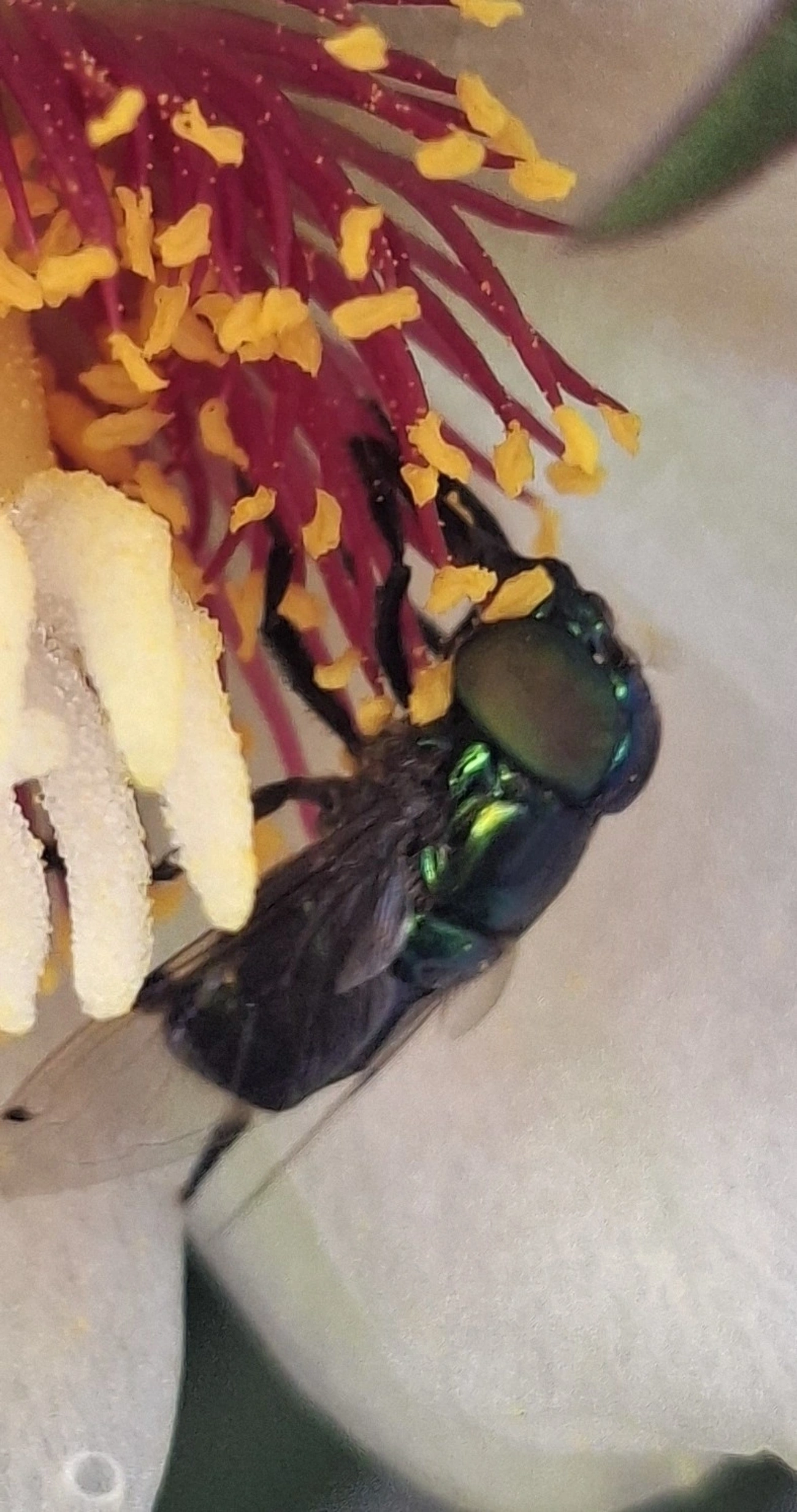 Mosca-jóia-verde (Ornidia obesa), insetos, fotografado em Maresias, São Sebastião