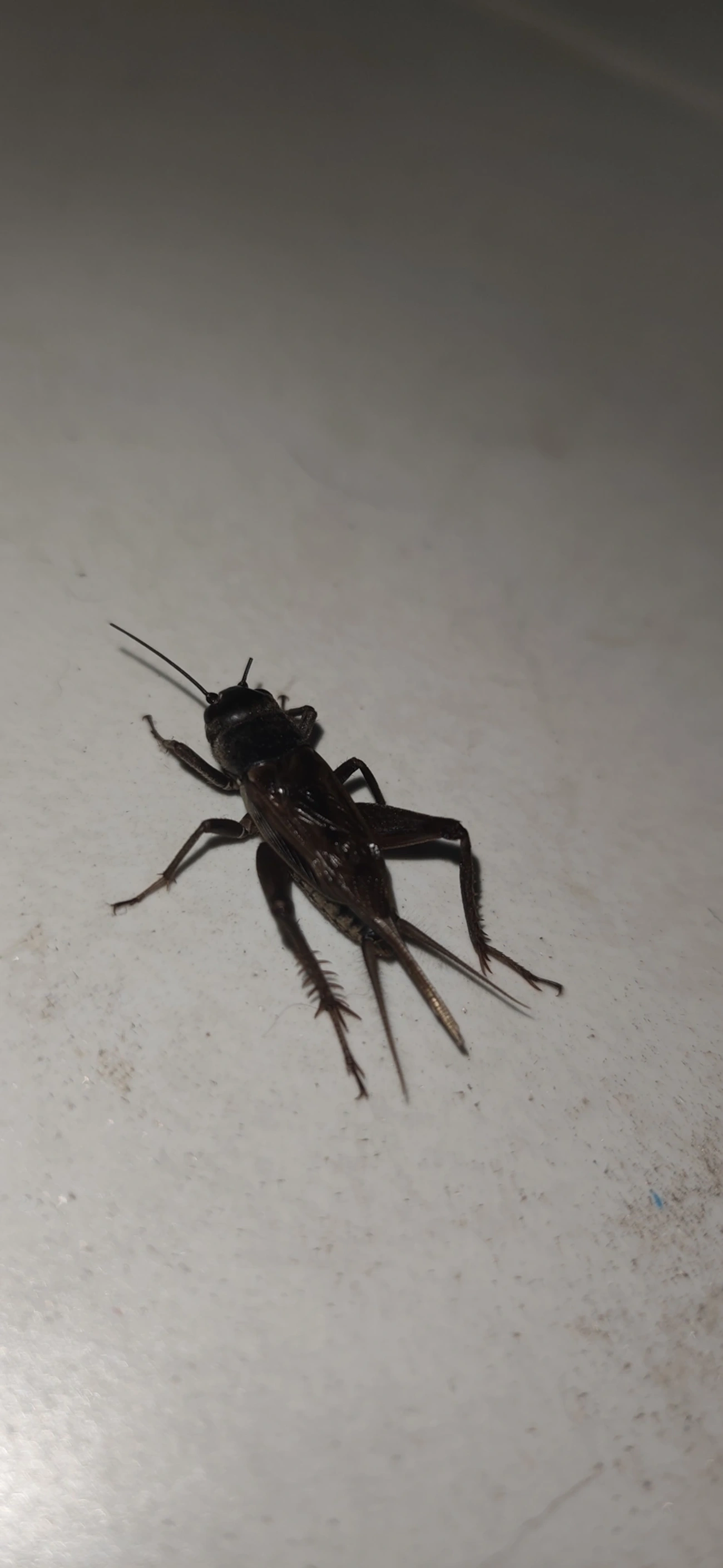 Gryllini, insetos, fotografado em Maresias, São Sebastião