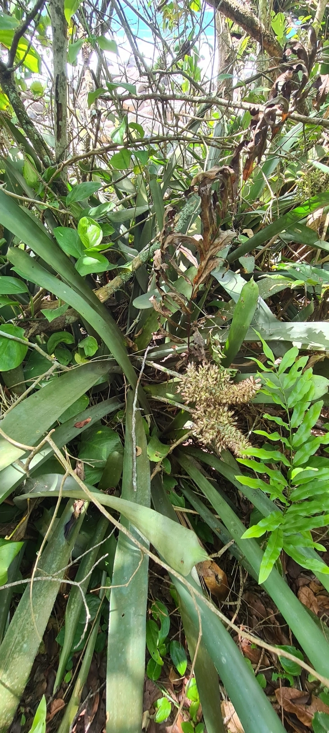 Gravata (Aechmea coelestis), plantas, fotografado em Maresias, São Sebastião