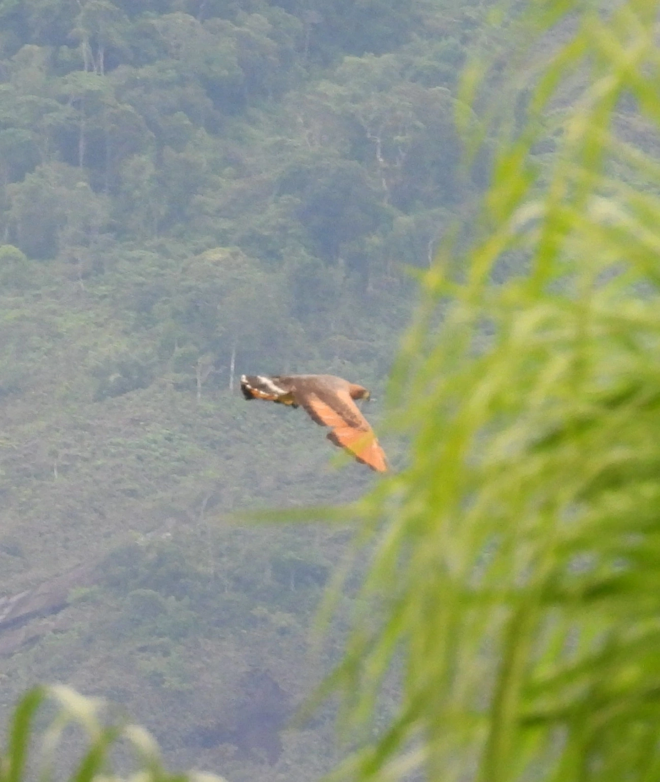 Gavião-caboclo (Buteogallus meridionalis), aves, fotografado em Indaiá, Caraguatatuba
