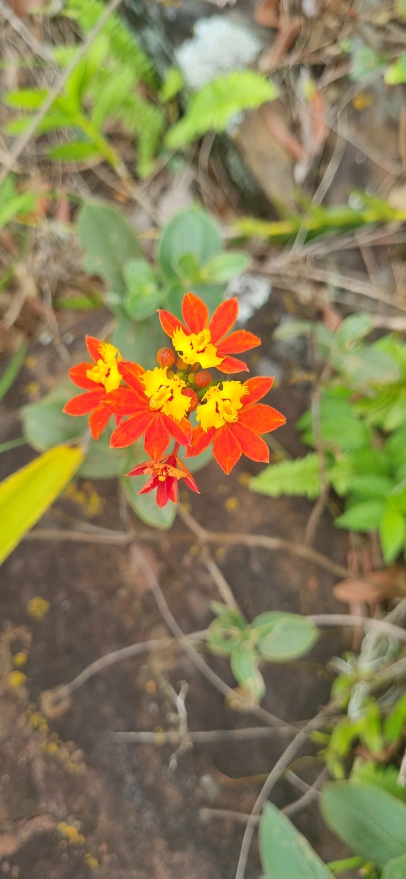 Orquídea-da-Praia (Epidendrum fulgens), plantas, fotografado em Toque-Toque Grande, São Sebastião