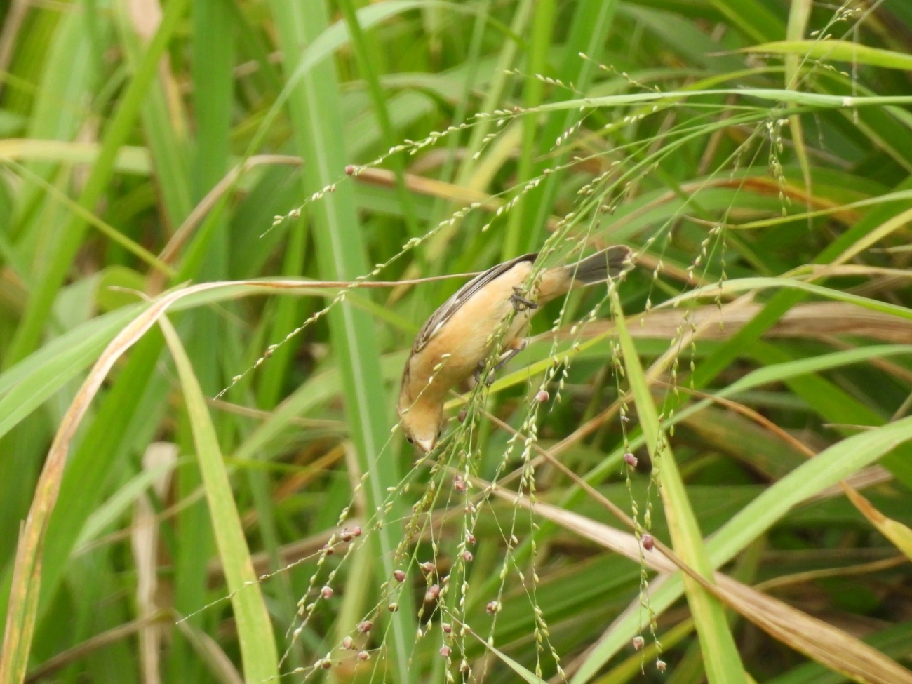 Caboclinhos e Papa-capins (Sporophila), aves, fotografado em Maresias, São Sebastião