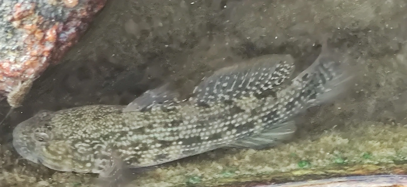 Bathygobius, peixes, fotografado em Maresias, São Sebastião