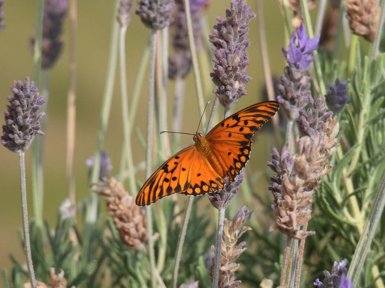 Borboleta-paixão (Dione vanillae), insetos, fotografado em Rodovia BR 354, Itamonte