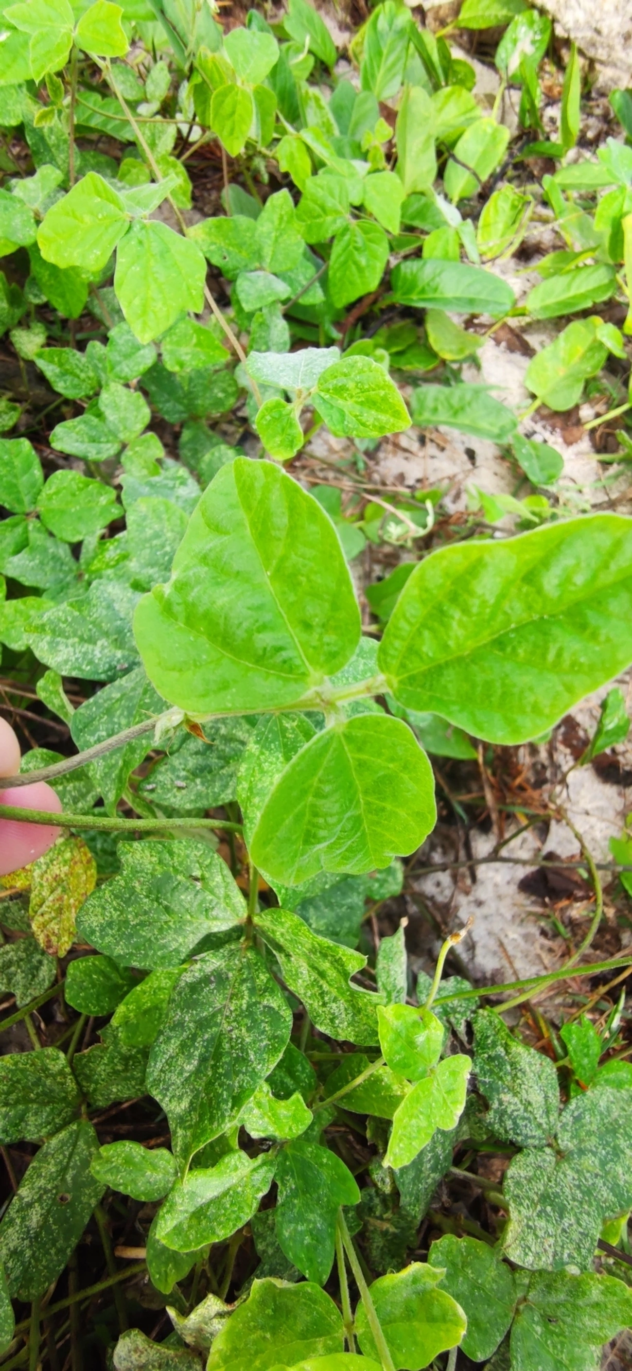 Siratro (Macroptilium atropurpureum), plantas, fotografado em Maresias, São Sebastião