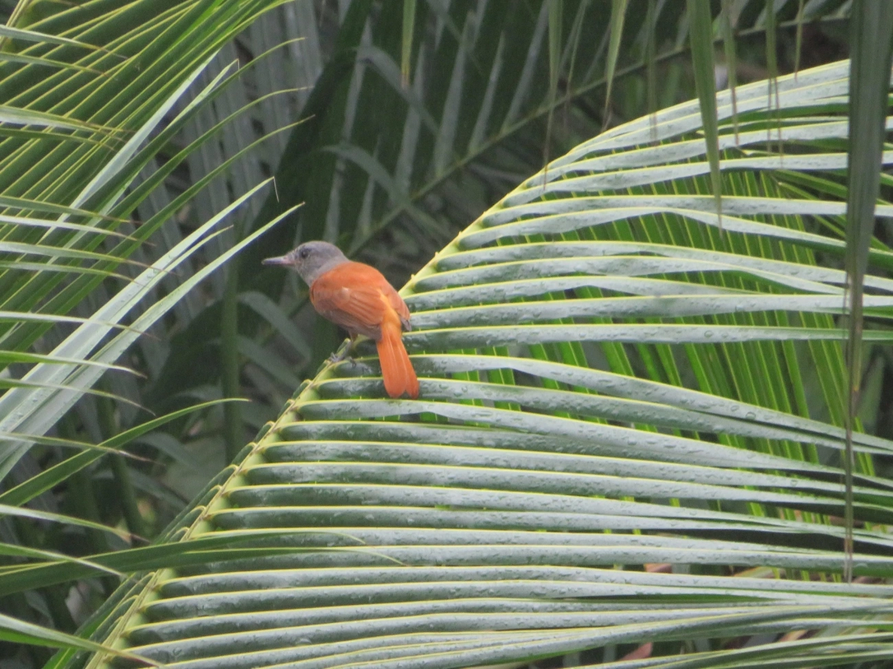 Capitão-de-saíra (Attila rufus), aves, fotografado em Maresias, São Sebastião