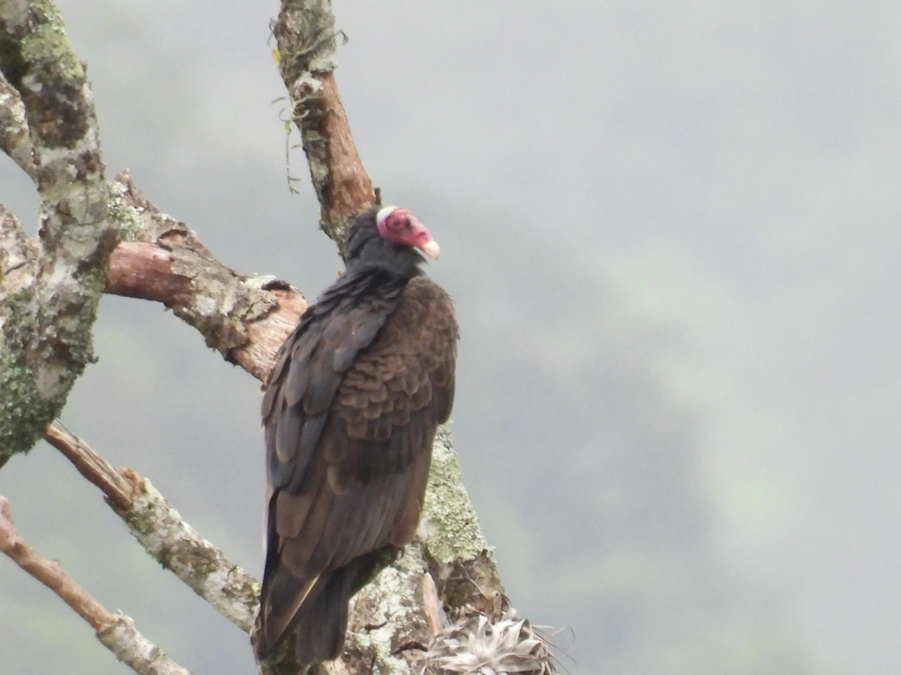 Urubu-de-cabeça-vermelha (Cathartes aura), aves, fotografado em Maresias, São Sebastião