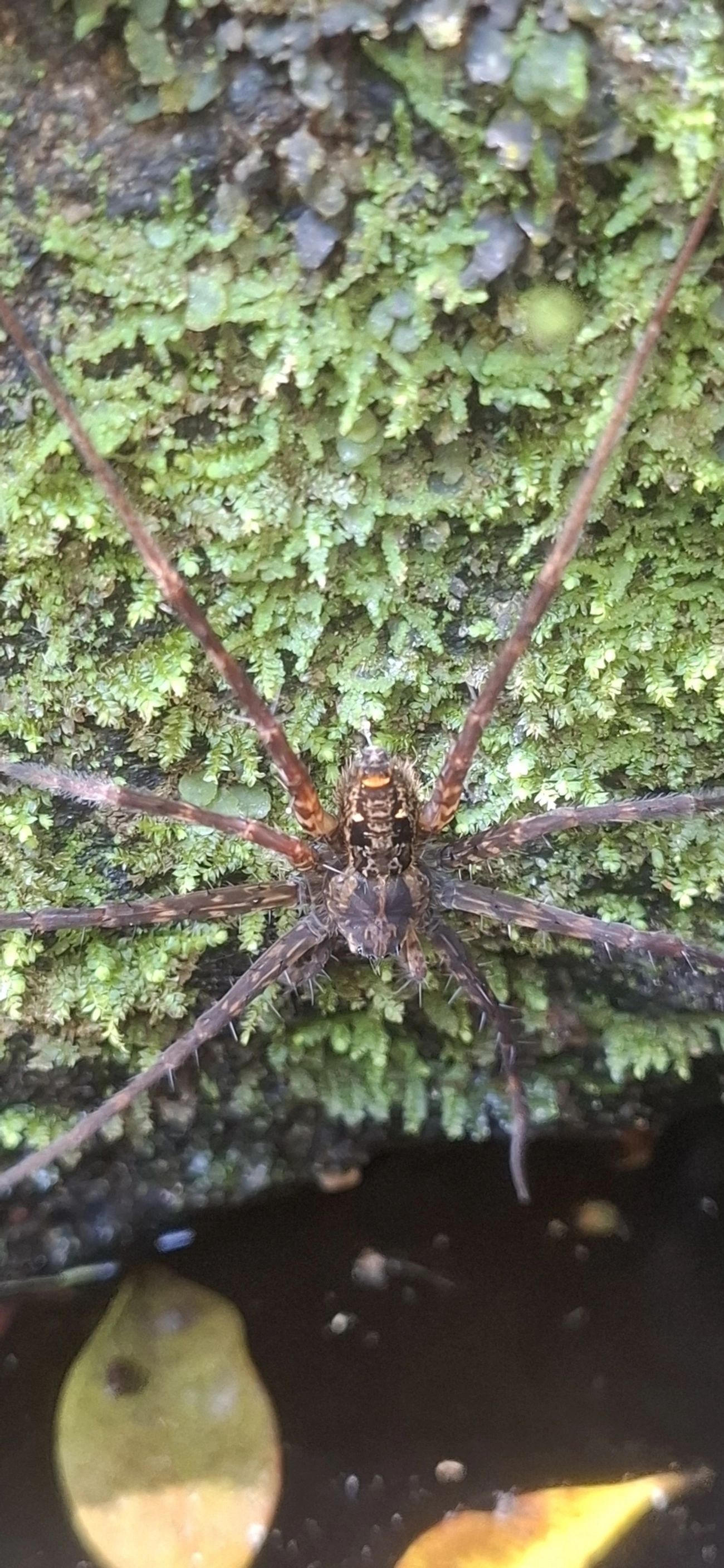 Trechaleoides, aracnídeos, fotografado em Cachoeira das Sete Quedas Maresias, São Sebastião
