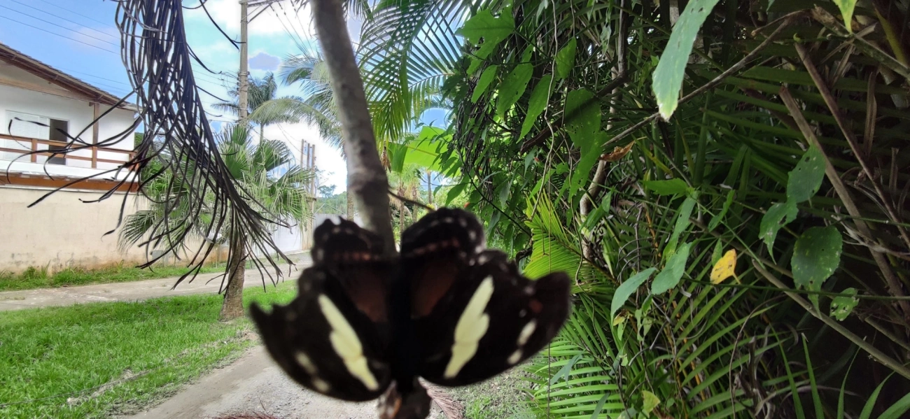 Catones (Catonephele), insetos, fotografado em Maresias, São Sebastião