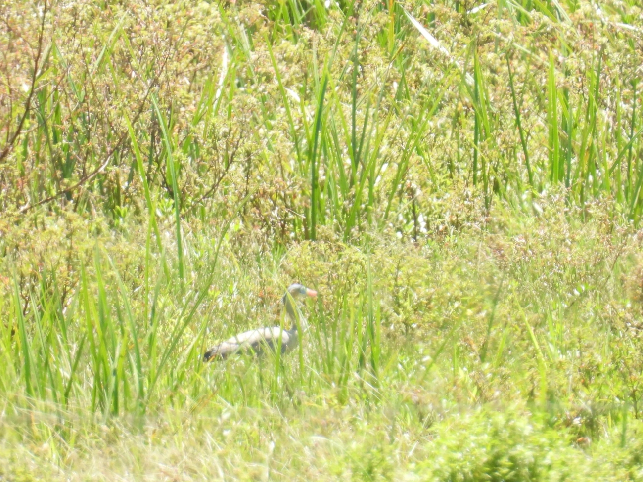 Maria-faceira (Syrigma sibilatrix), aves, fotografado em Camburí, São Sebastião