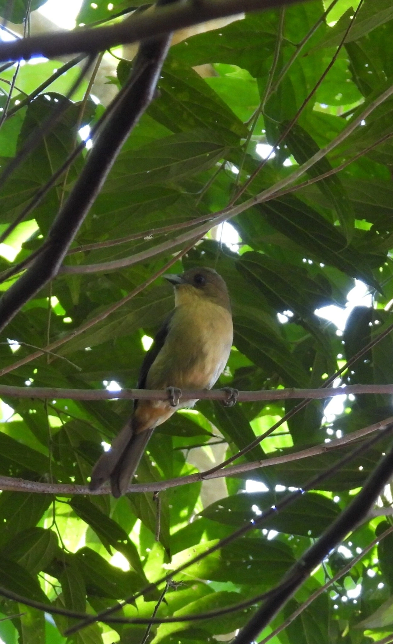 Tiê-de-topete (Trichothraupis melanops), aves, fotografado em Resende
