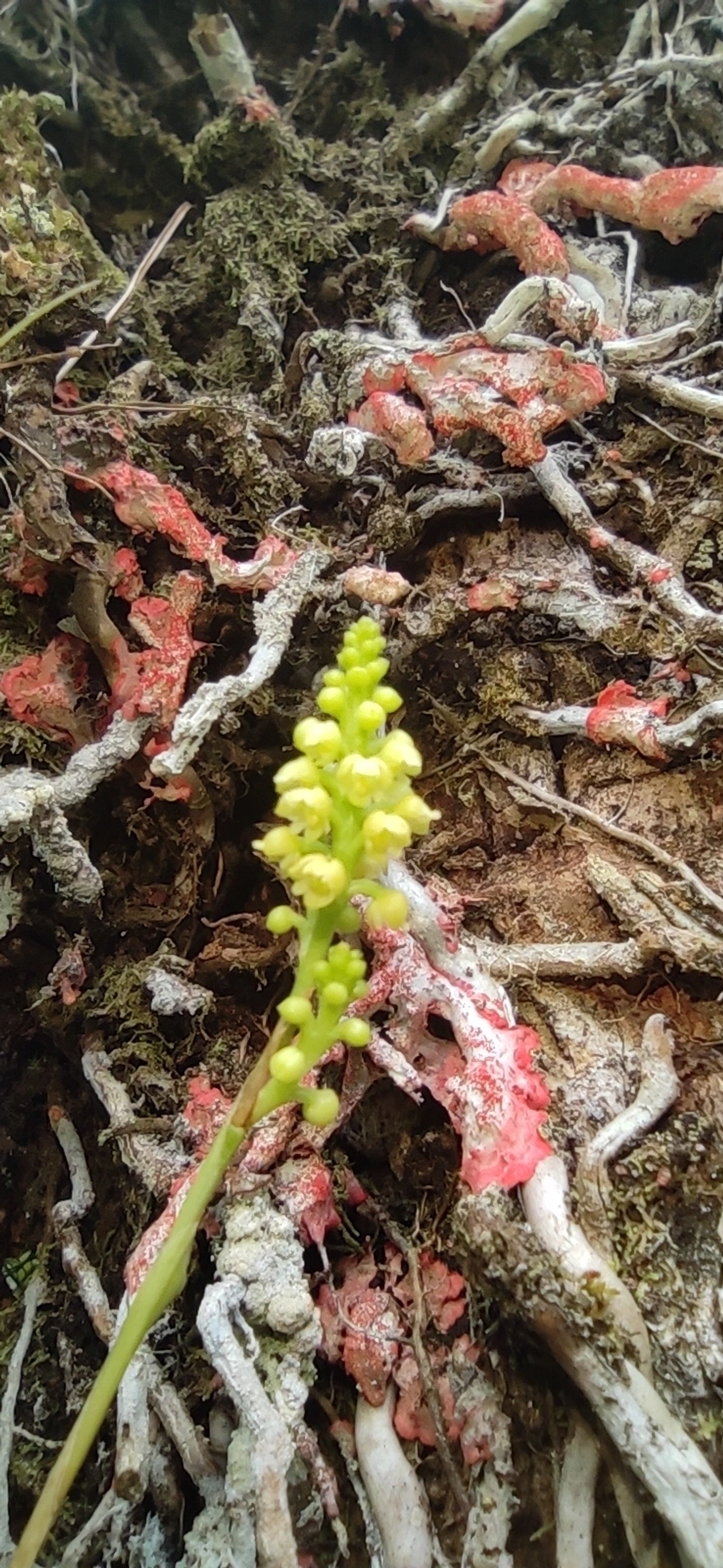 Polystachya, plantas, fotografado em Maresias, São Sebastião