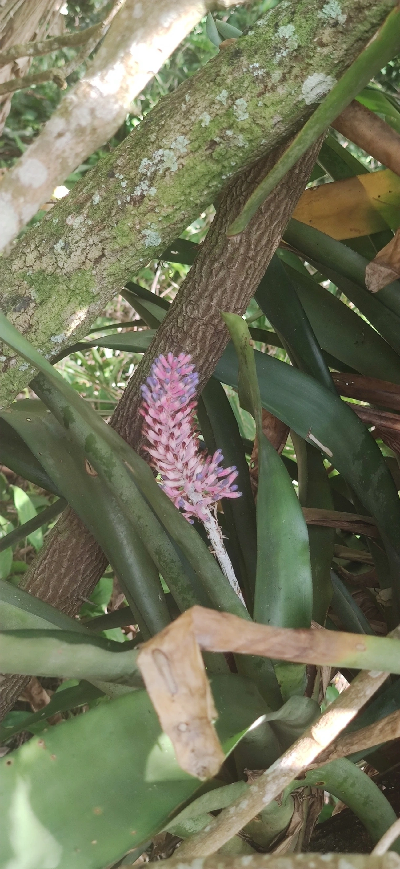 Gravata (Aechmea coelestis), plantas, fotografado em Maresias, São Sebastião