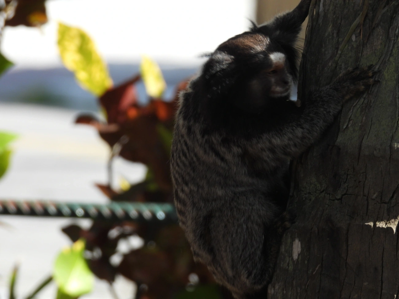 Mico-estrela (Callithrix penicillata), mamíferos, fotografado em Perequê, Ilhabela