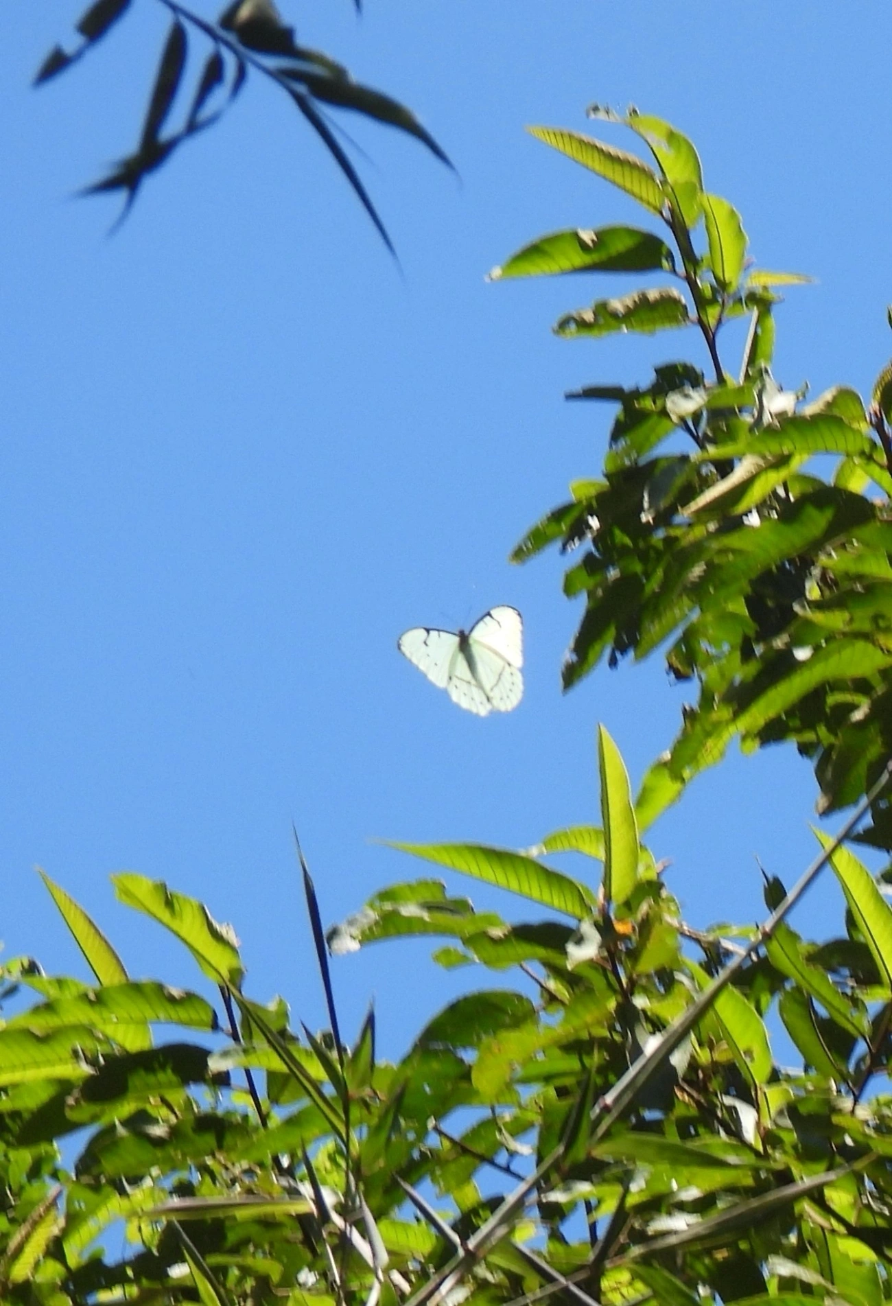 Borboletas-azuis (Morpho), insetos, fotografado em Queluz