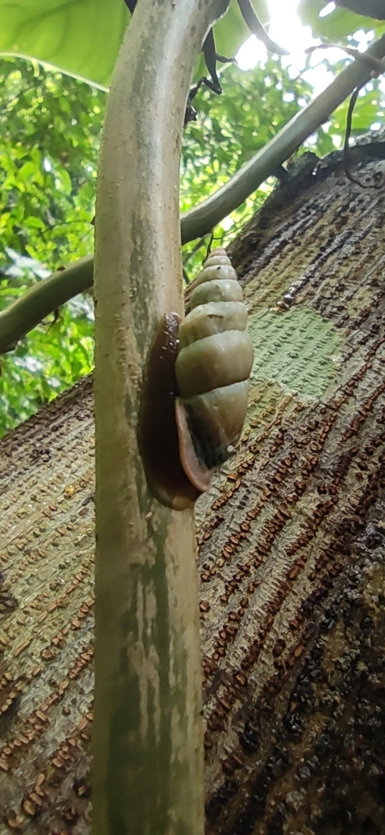 Bahiensis punctatissimus, moluscos, fotografado em Maresias, São Sebastião