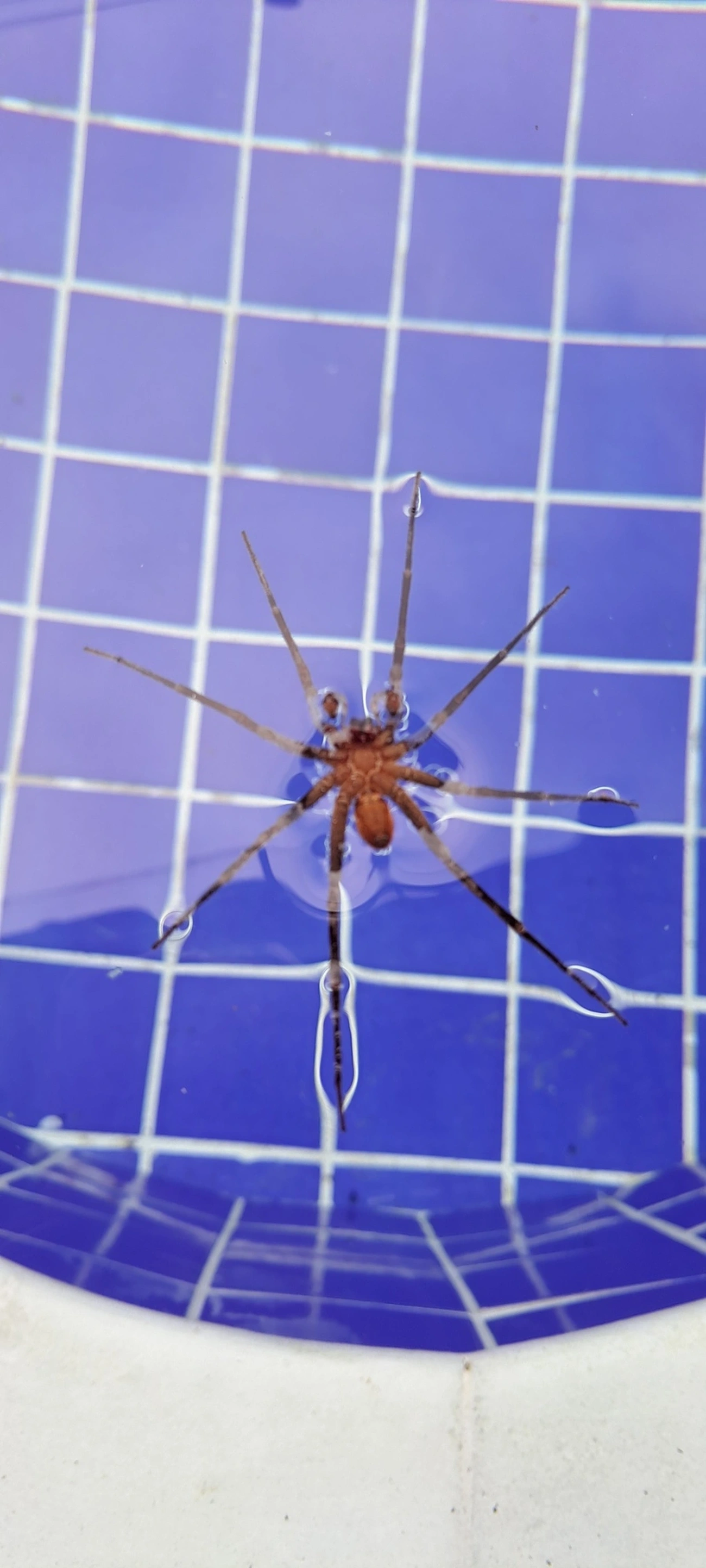 Ancylometes, aracnídeos, fotografado em Maresias, São Sebastião