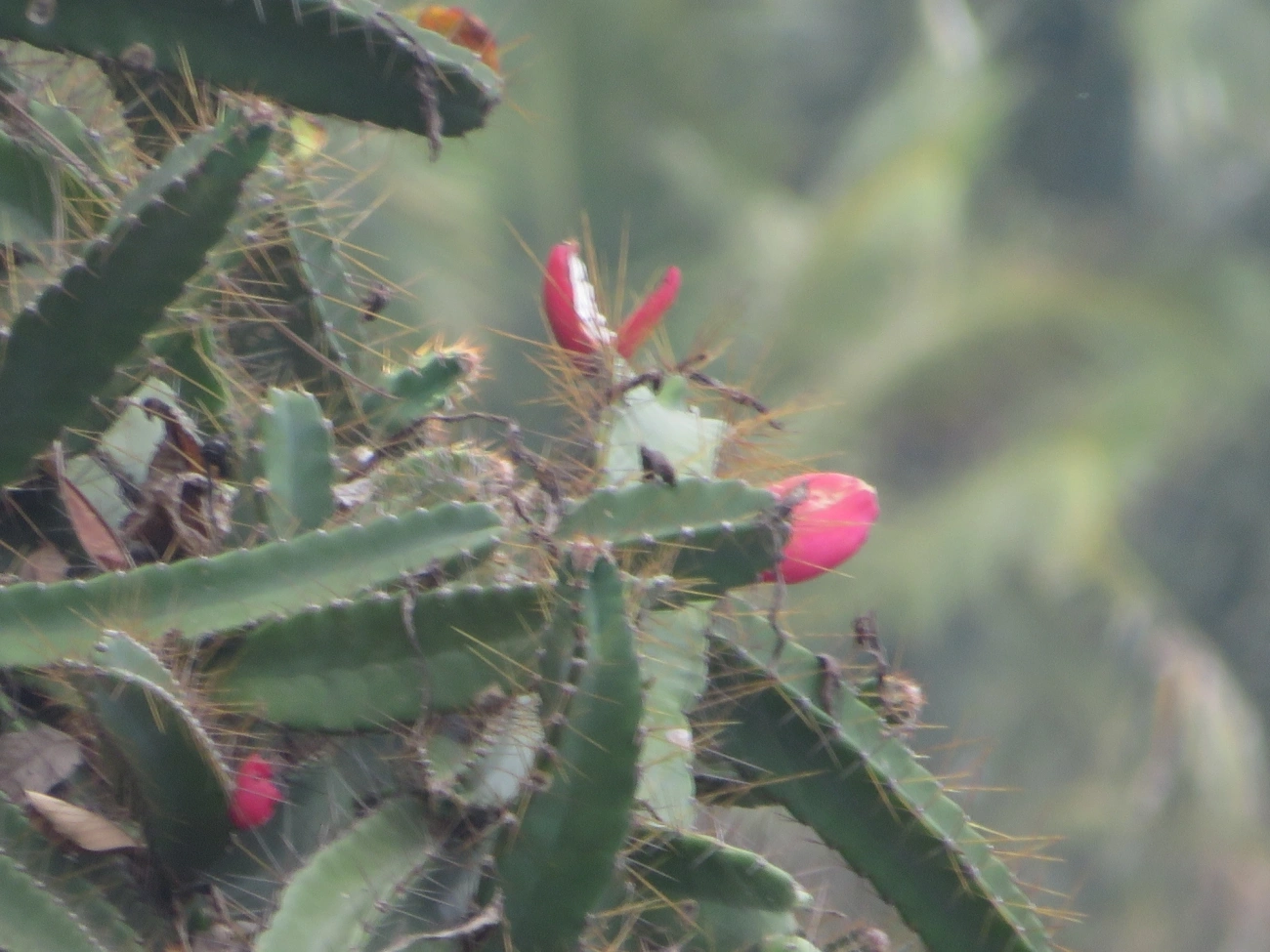 Mandacaru-da-praia (Cereus fernambucensis), plantas, fotografado em Ilhabela