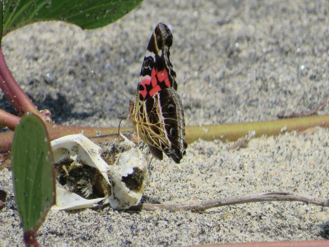 Dama-bandeada (Vanessa myrinna), insetos, fotografado em Mocóca