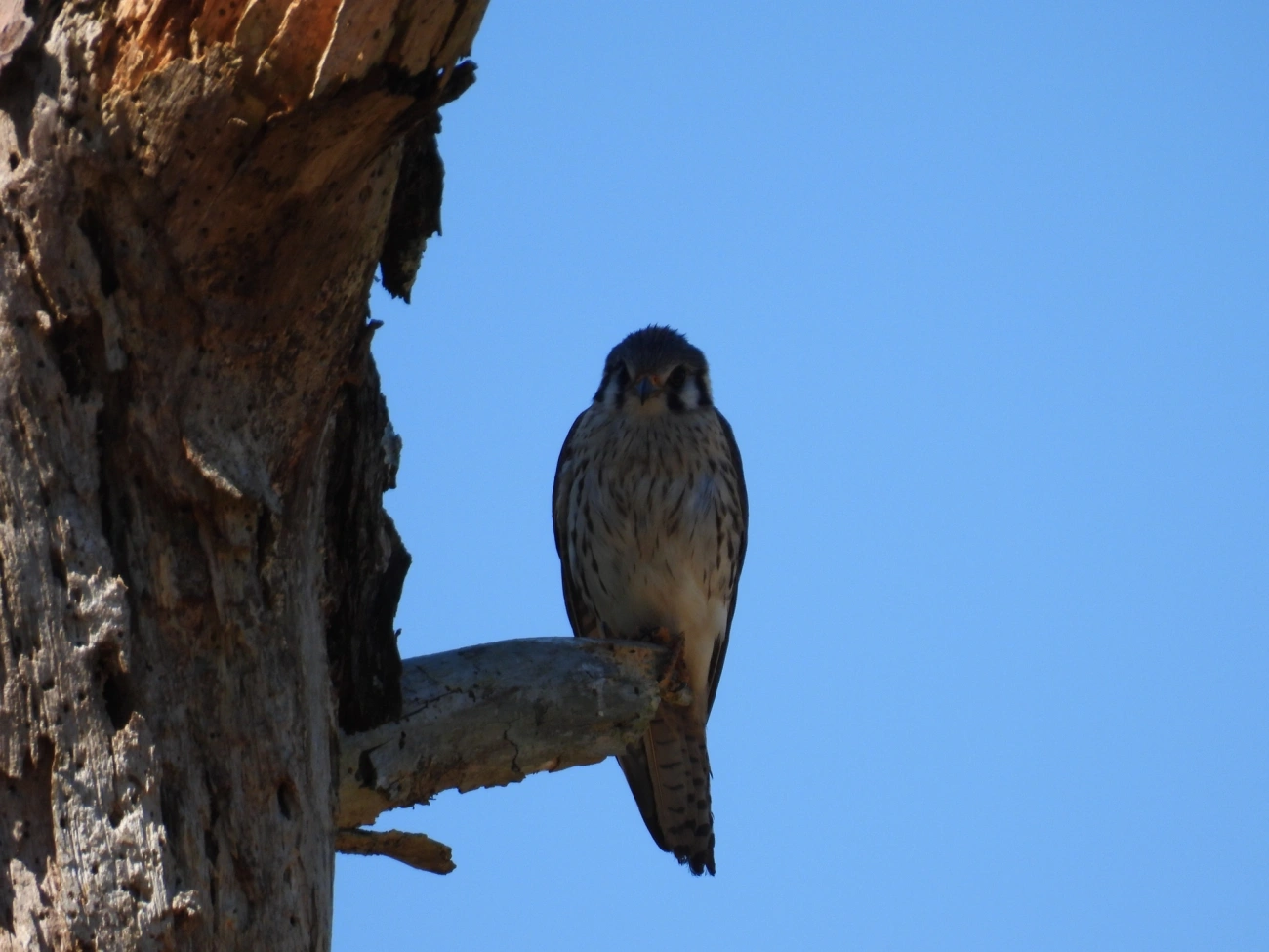 Quiriquiri (Falco sparverius), aves, fotografado em Cunha