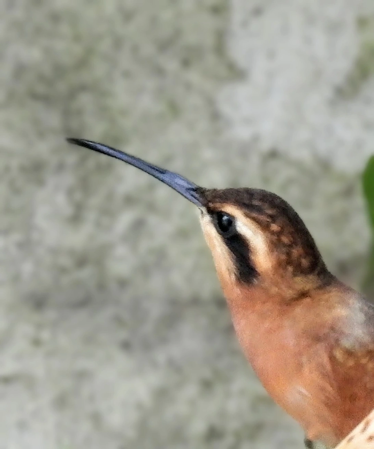 Rabo-branco-rubro (Phaethornis ruber), aves, fotografado em Maresias, São Sebastião