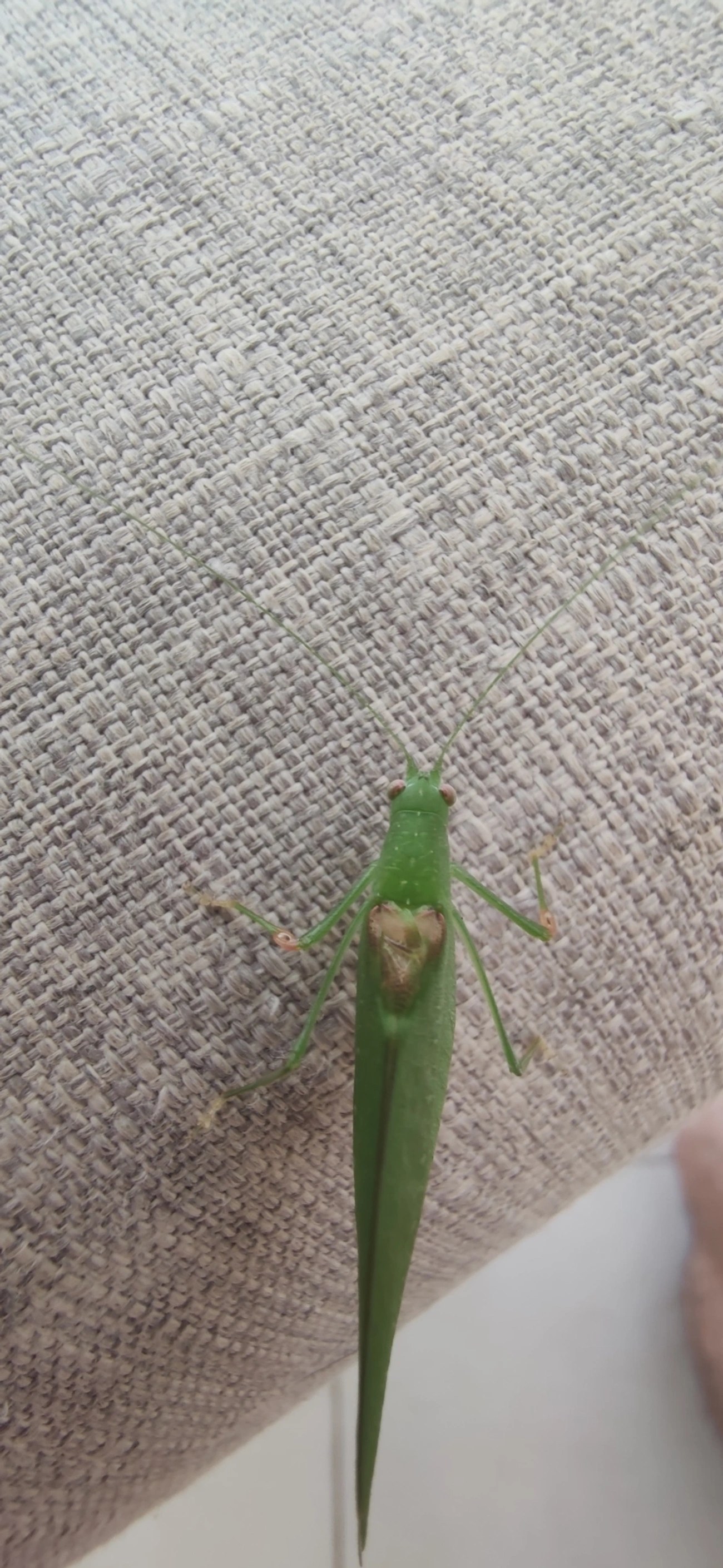 Phaneropterini, insetos, fotografado em Maresias, São Sebastião