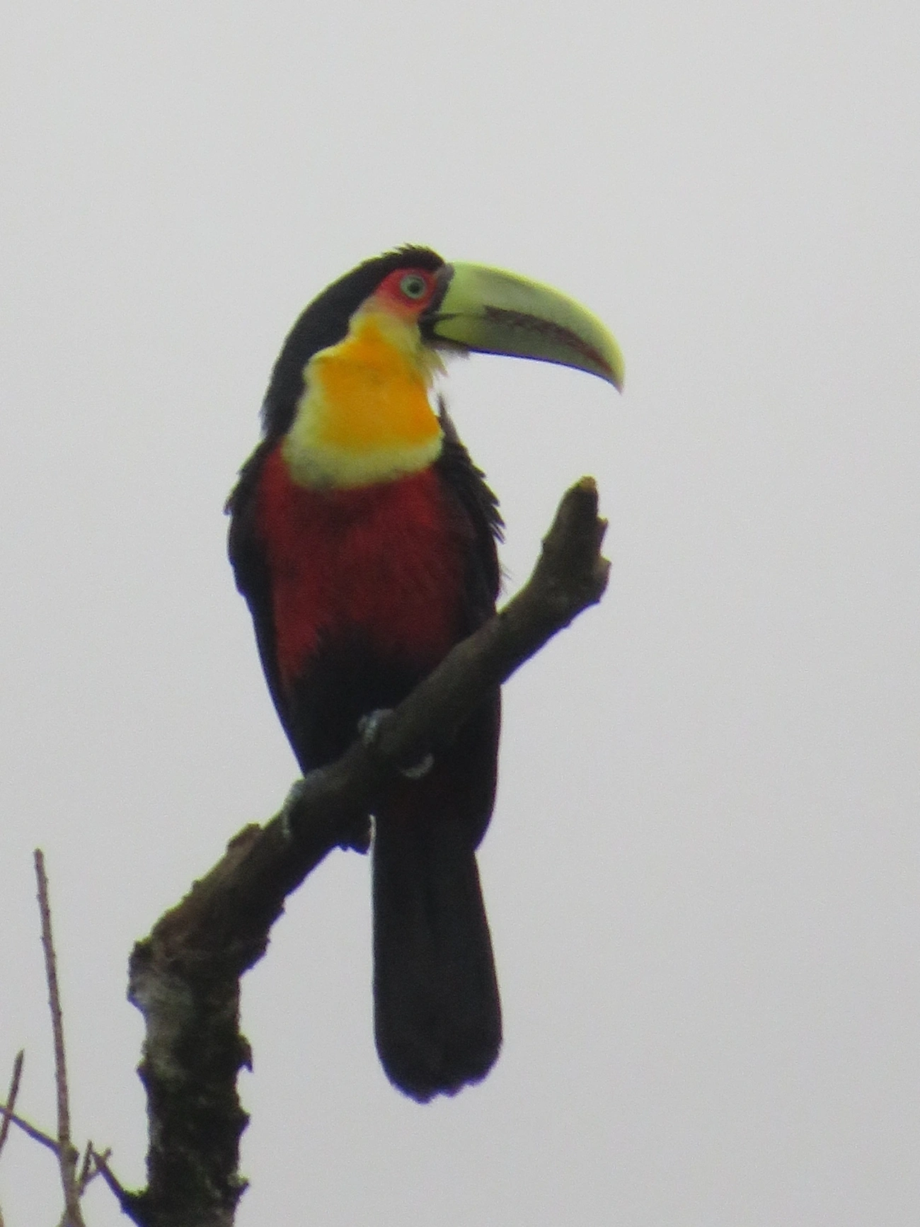 Tucano-de-bico-verde (Ramphastos dicolorus), aves, fotografado em Maresias, São Sebastião