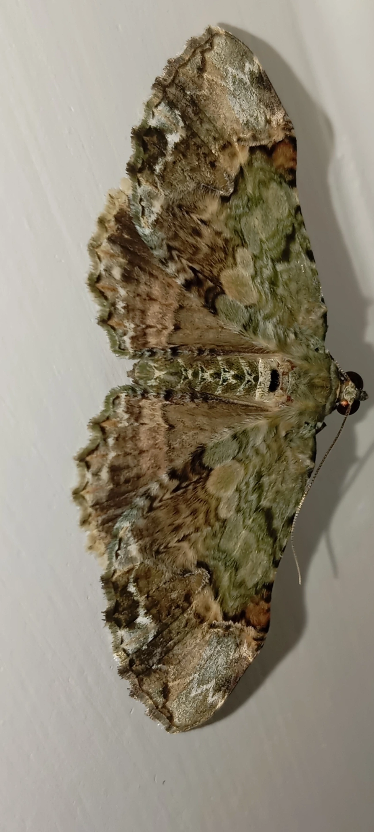 Borboletas e traças (Lepidoptera), insetos, fotografado em Maresias, São Sebastião