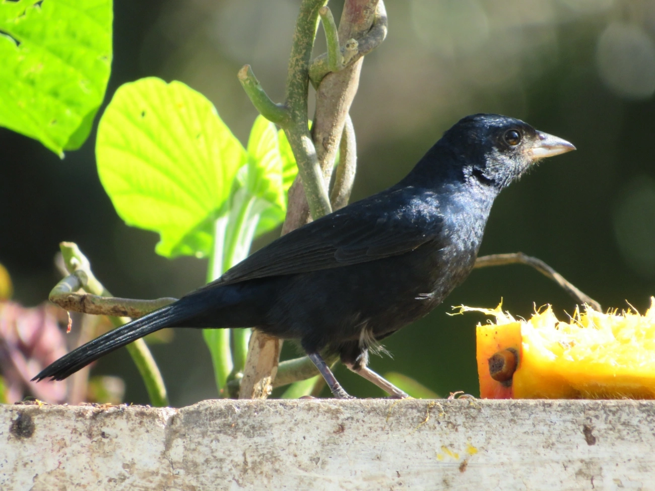 Tiê-preto (Tachyphonus coronatus), aves, fotografado em Maresias, São Sebastião