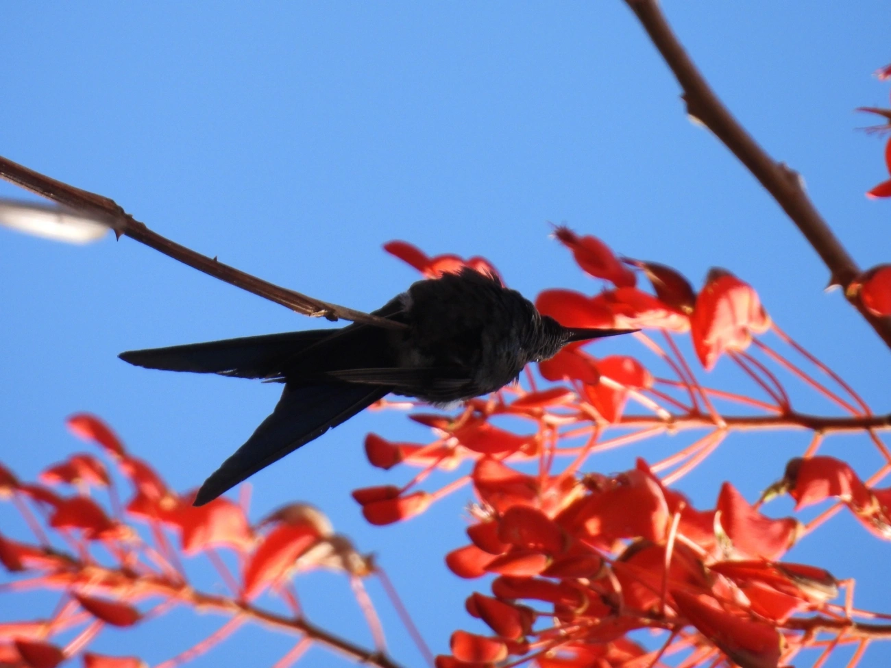 Beija-flor-tesoura (Eupetomena macroura), aves, fotografado em Cunha