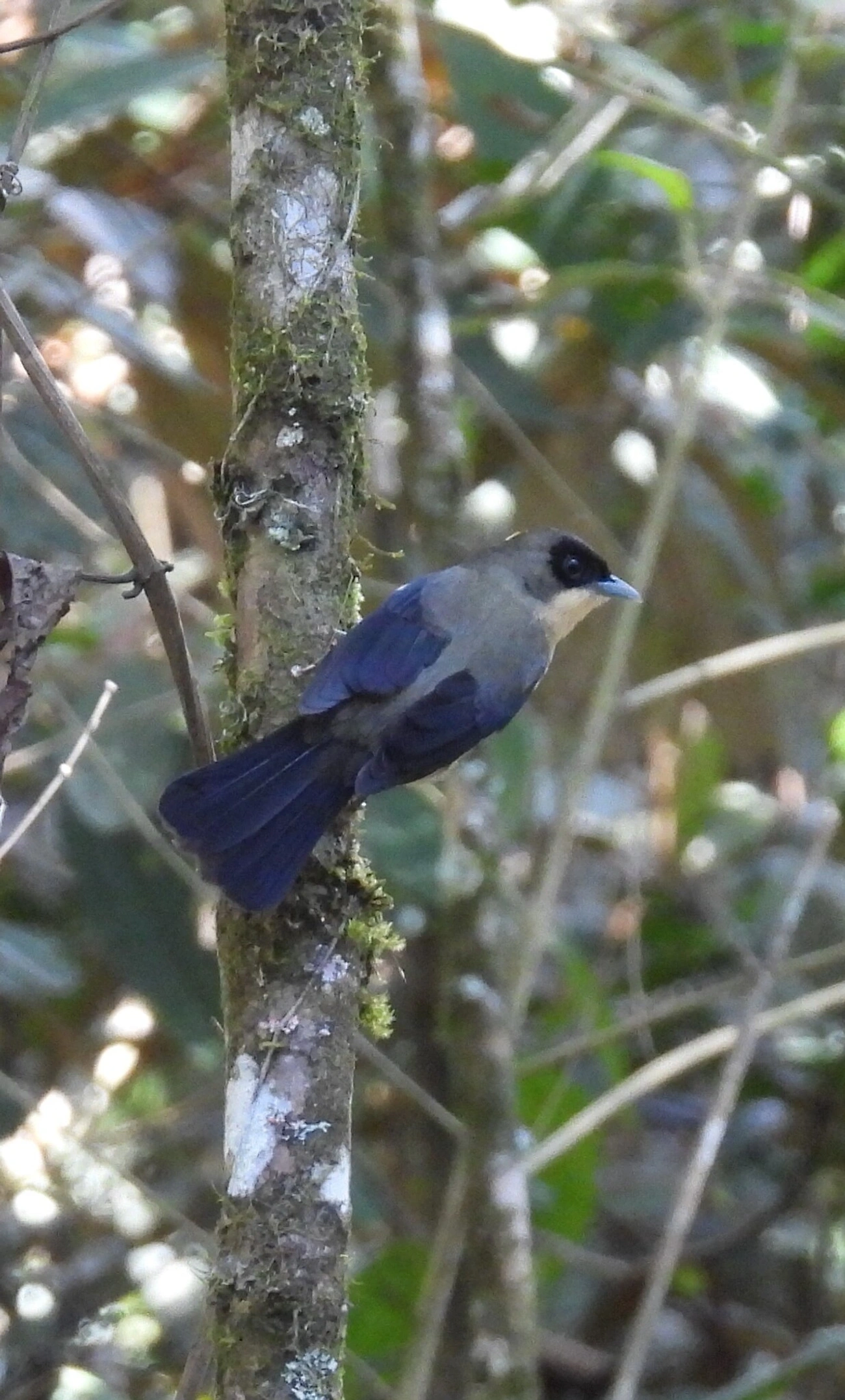 Tiê-de-topete (Trichothraupis melanops), aves, fotografado em Resende